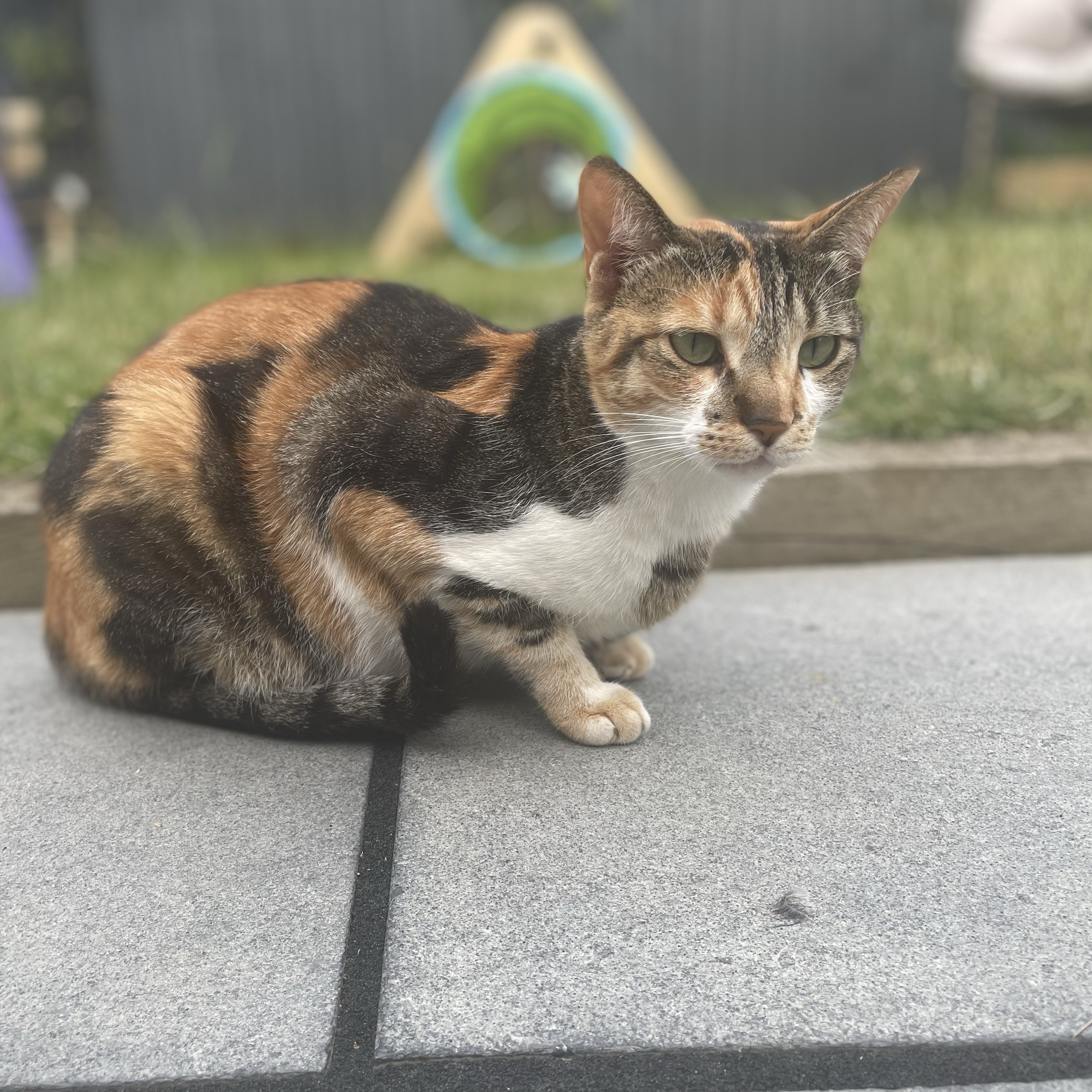 Cleo