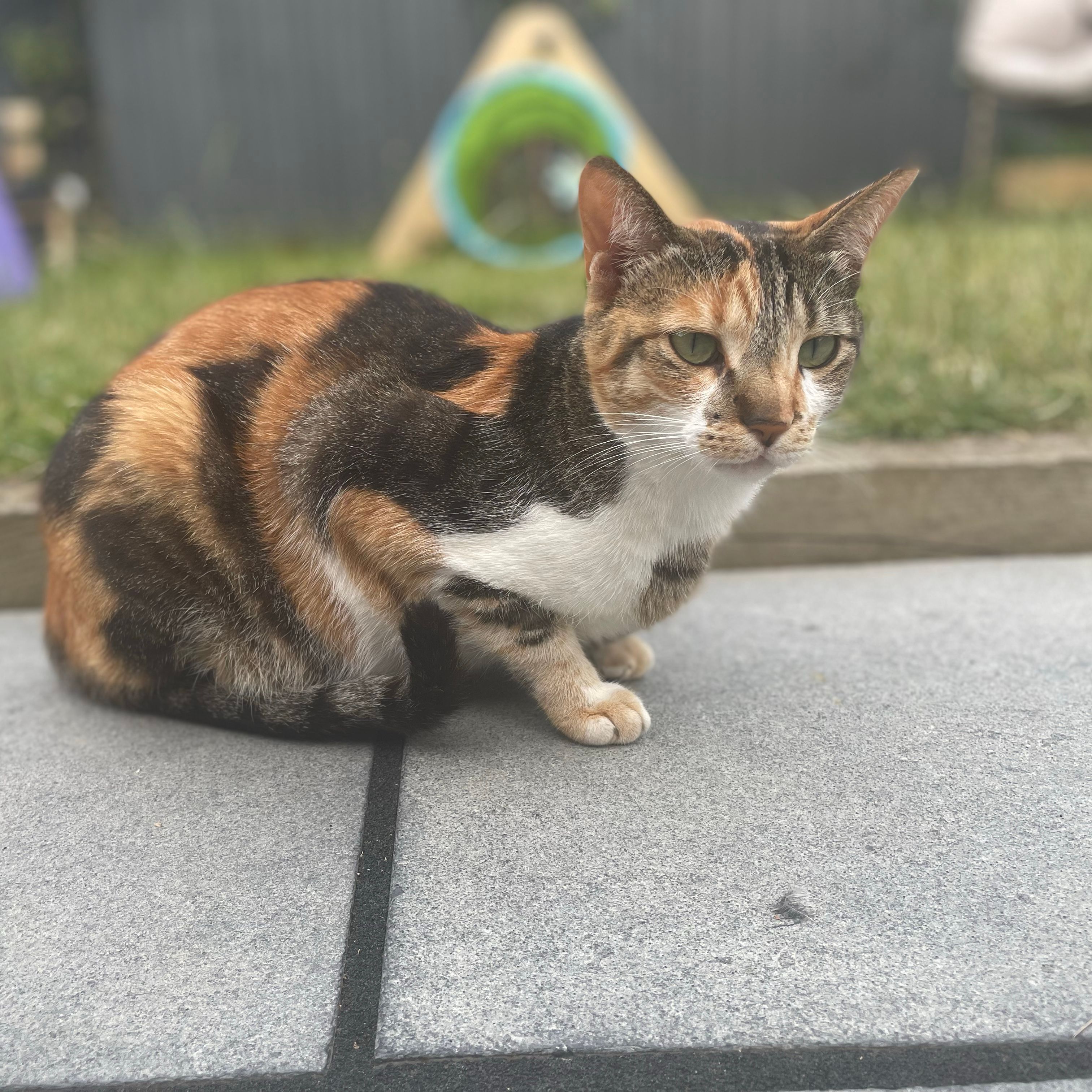 Cleo