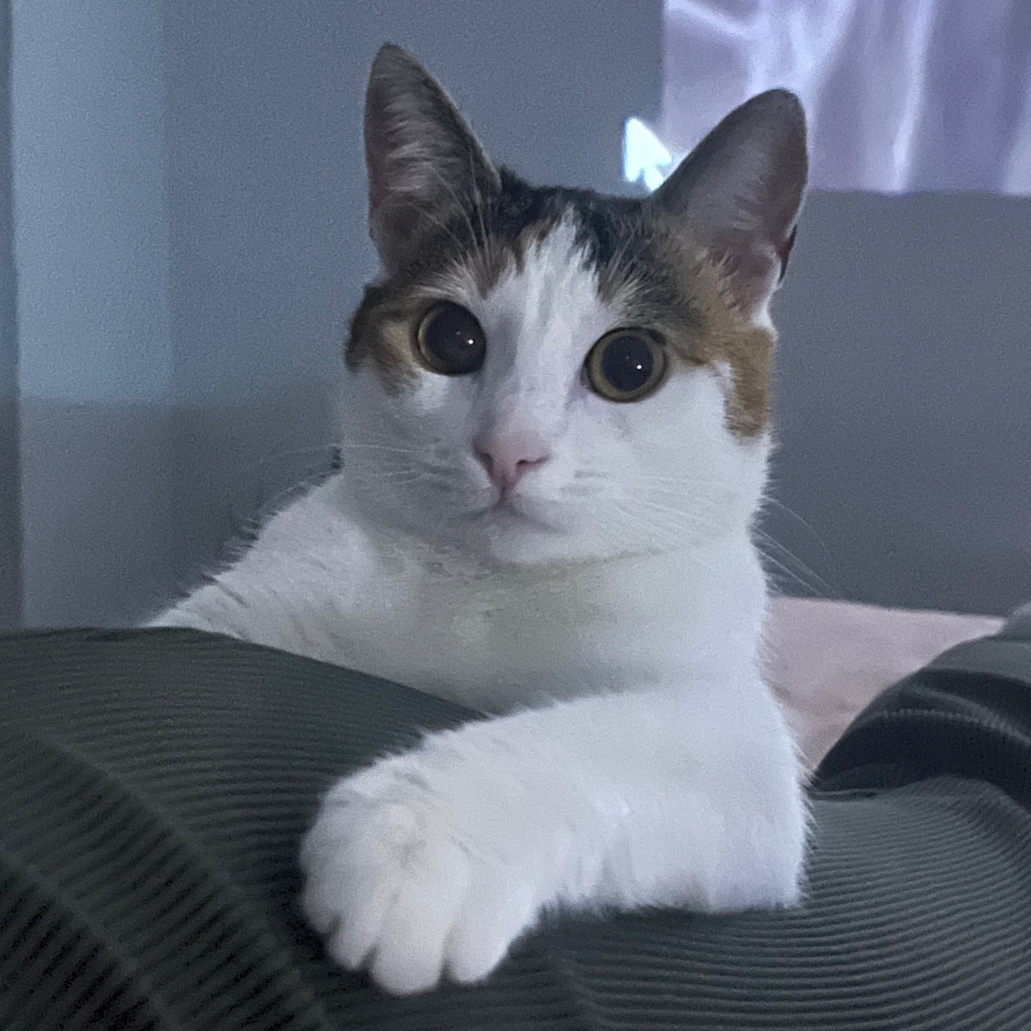 Sabiha