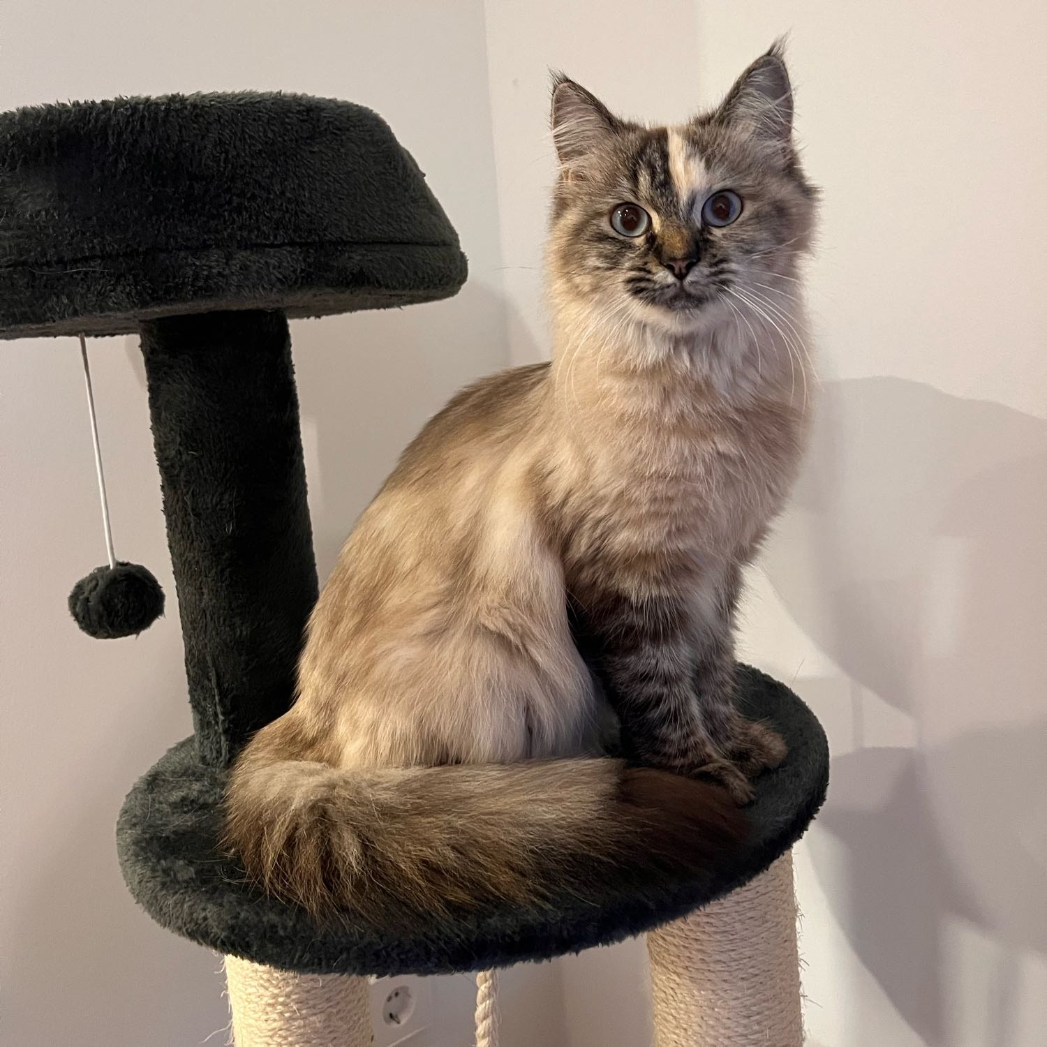 Khaleesi