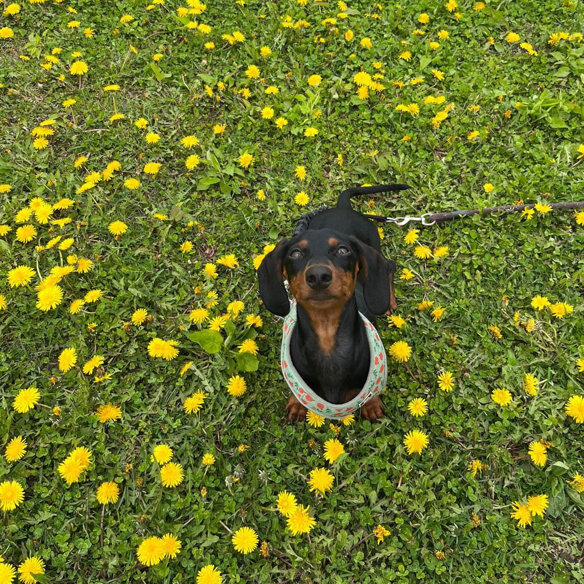 Bob