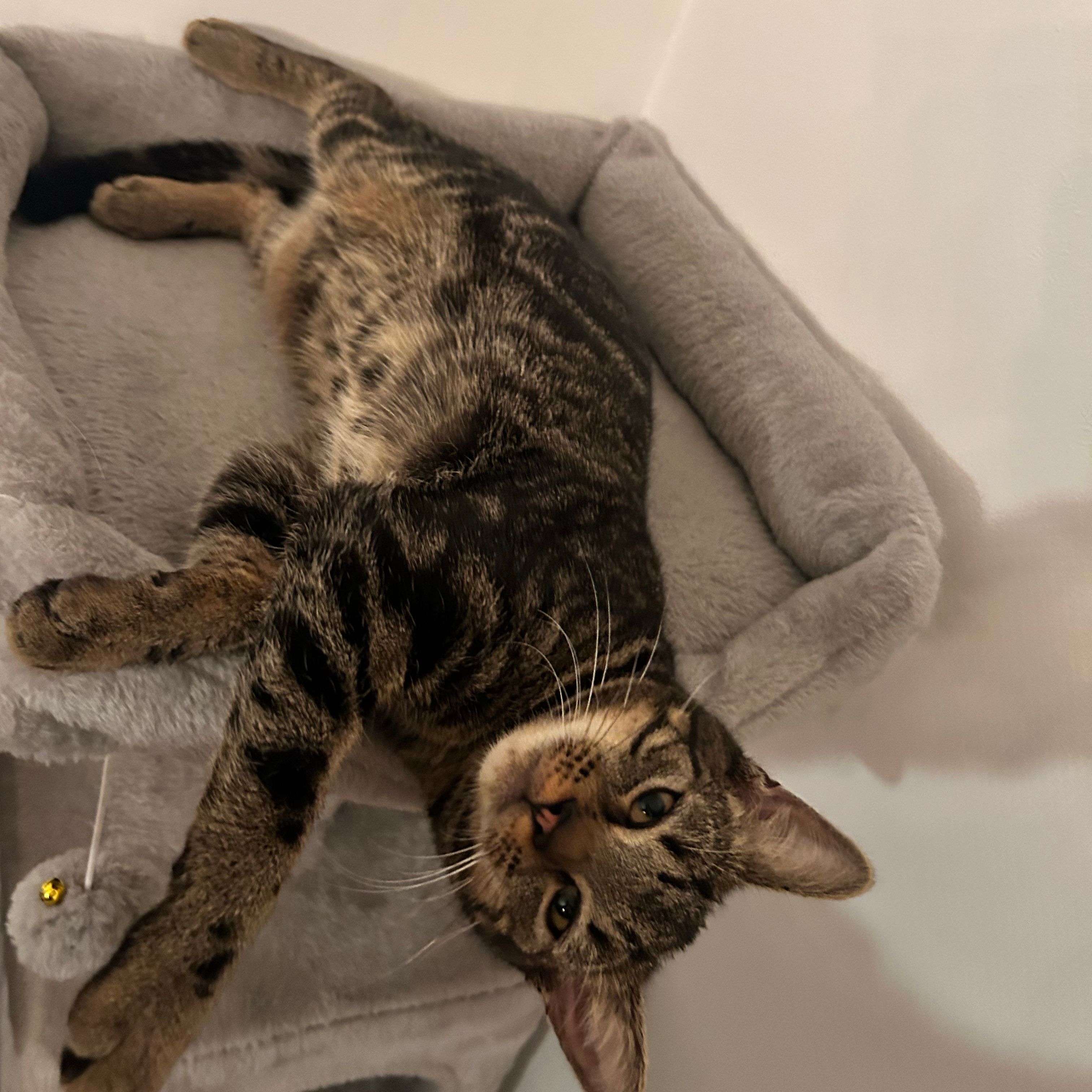 Rhea