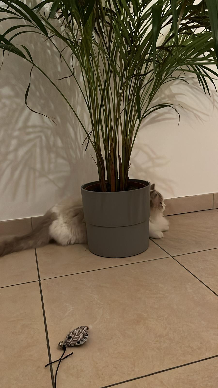 image-7