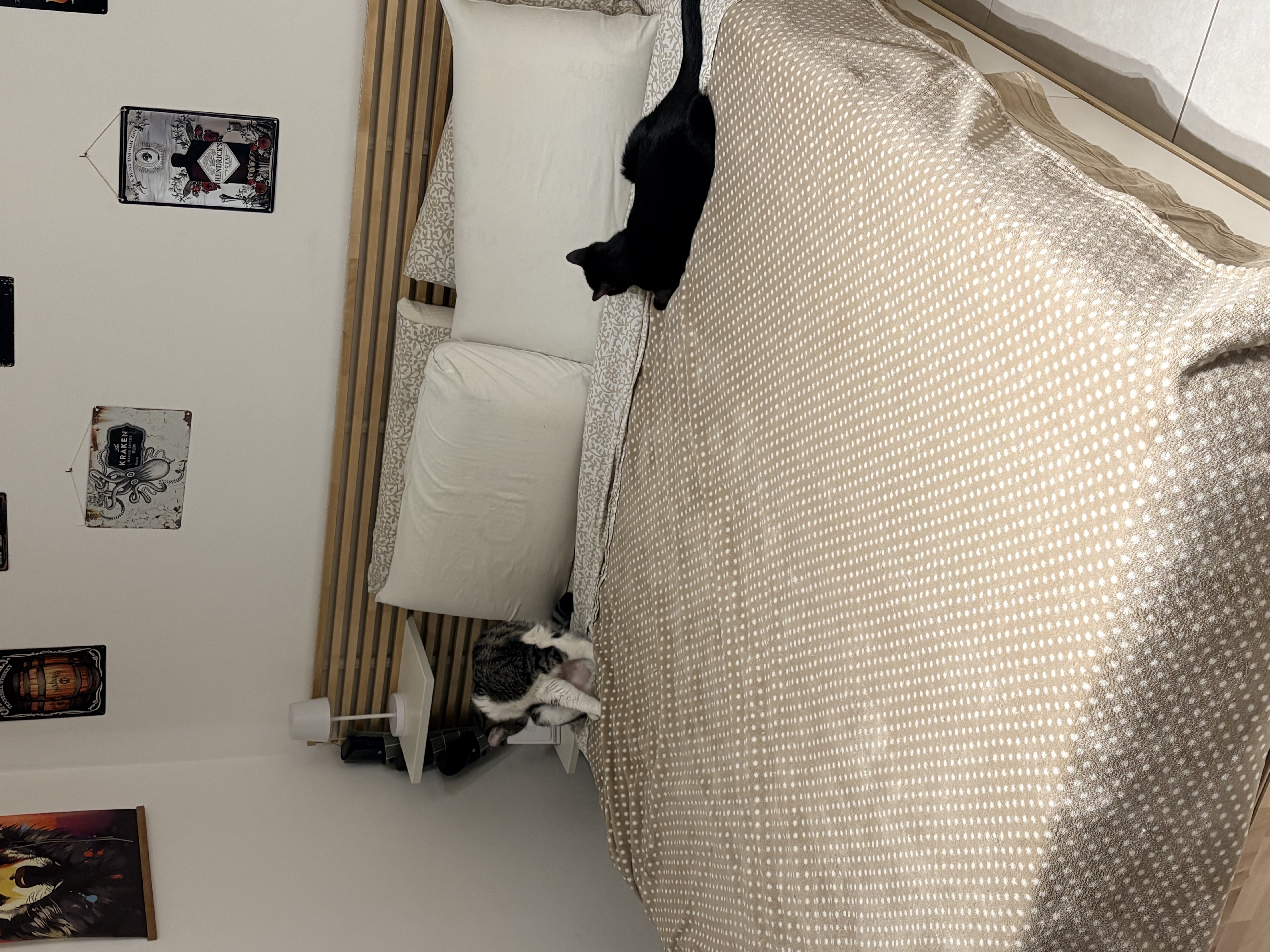 image-19