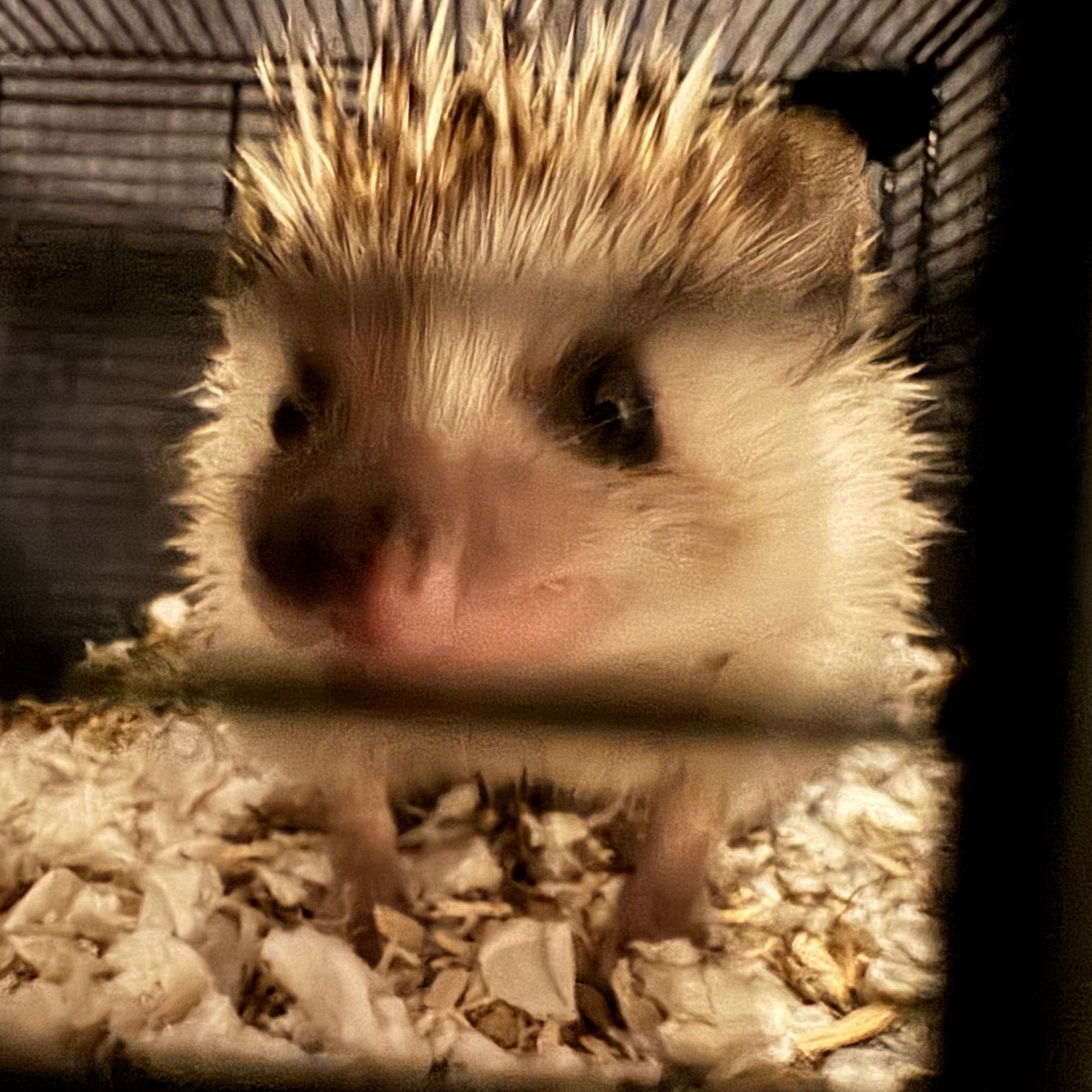 Møffe