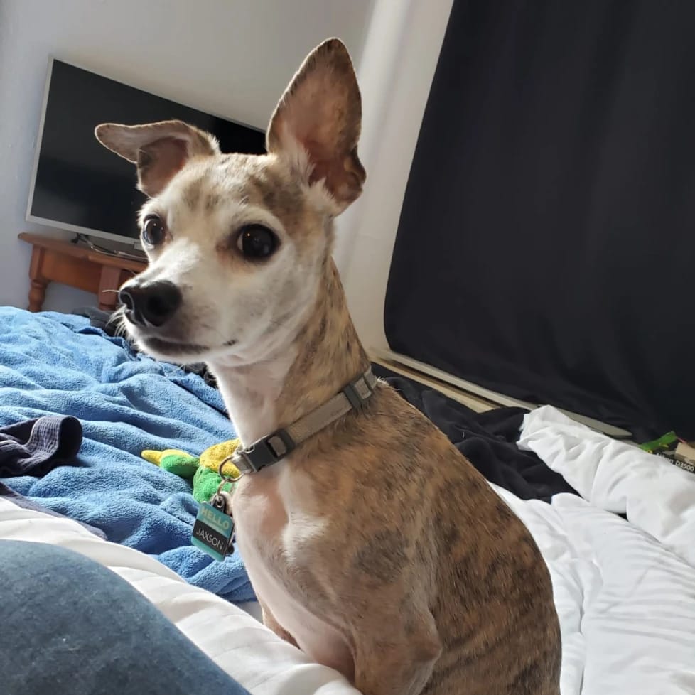 Jax