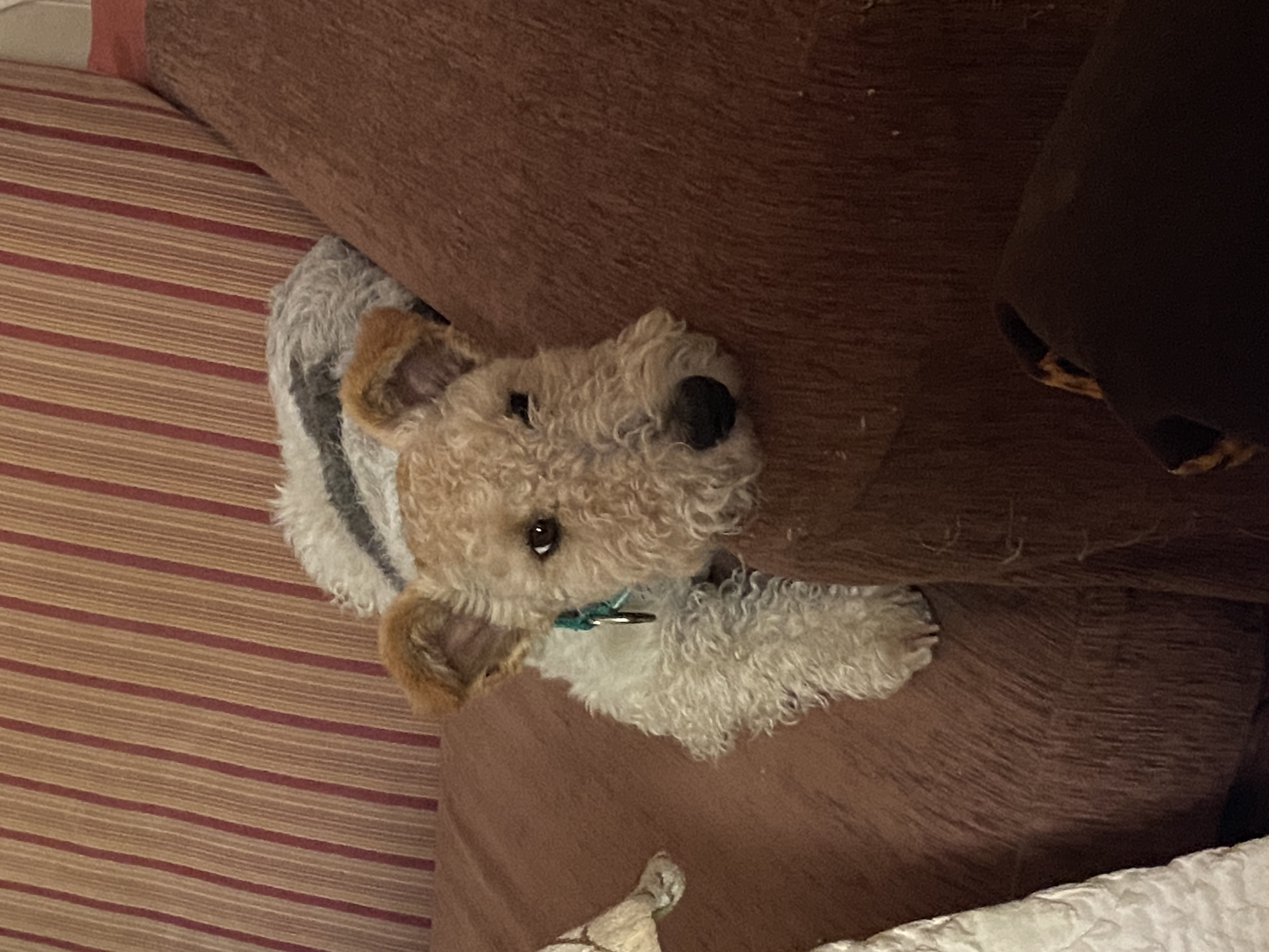 image-10