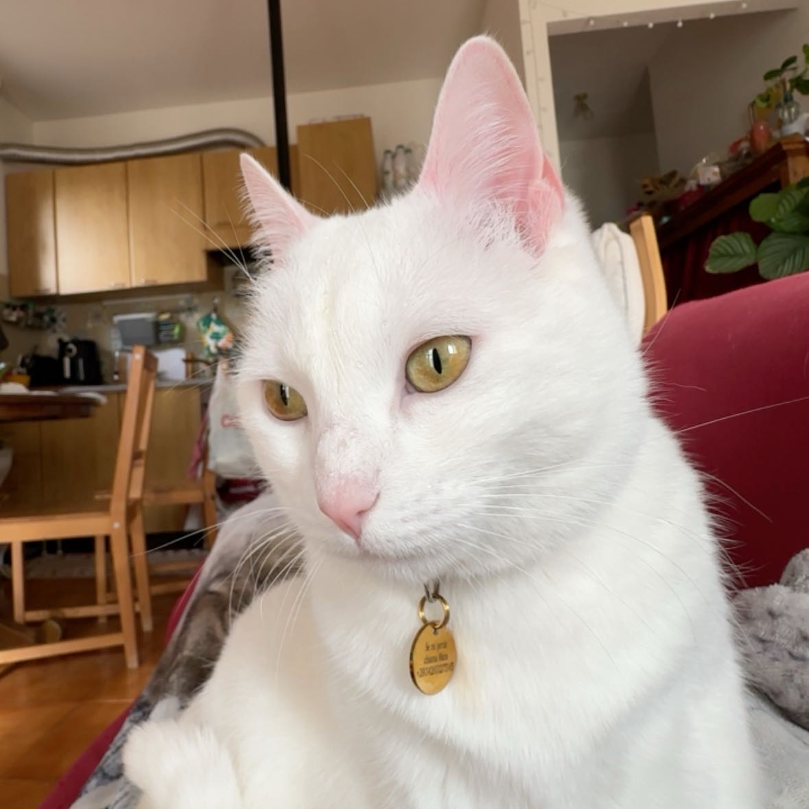 Mia