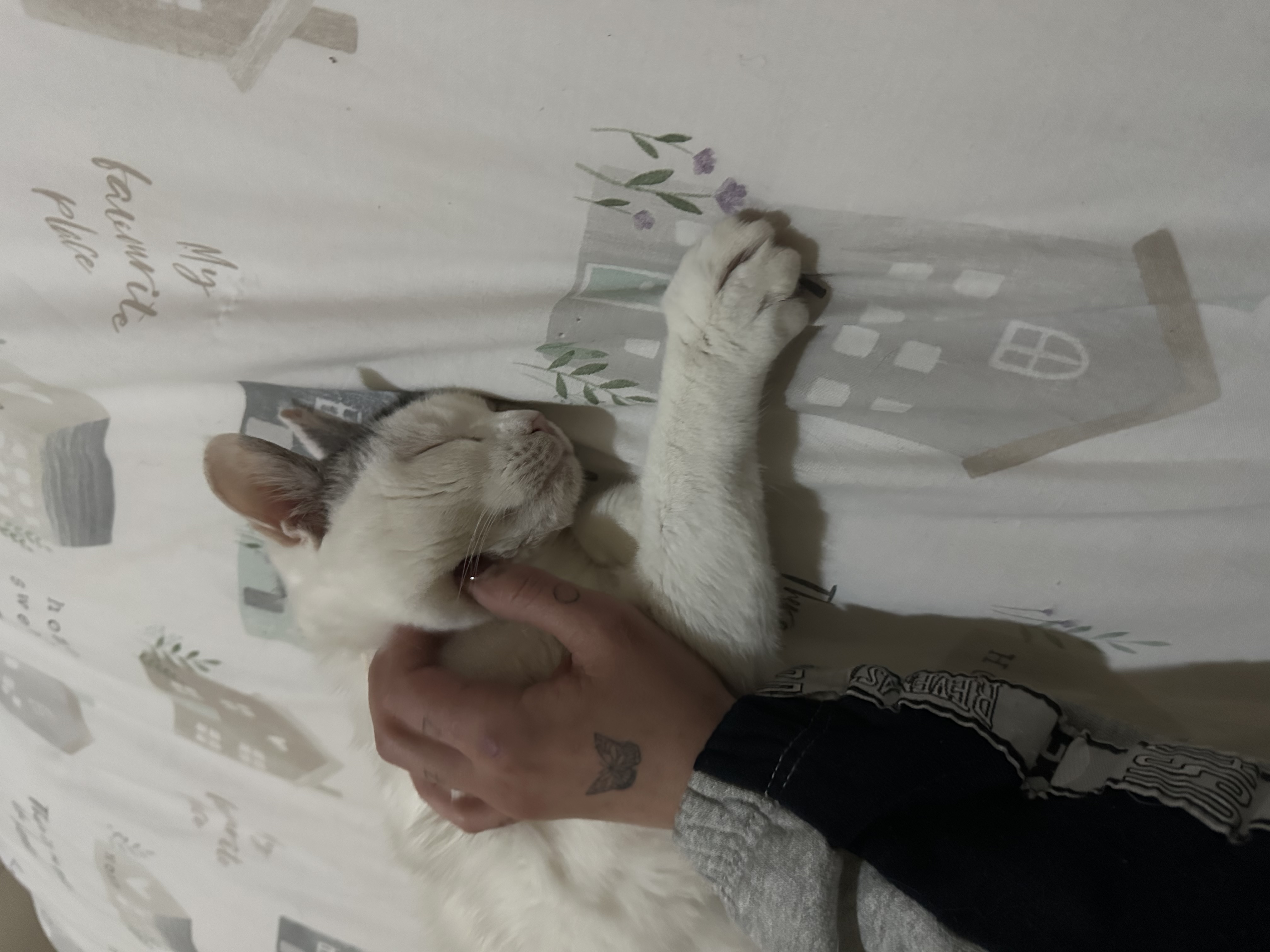 image-11
