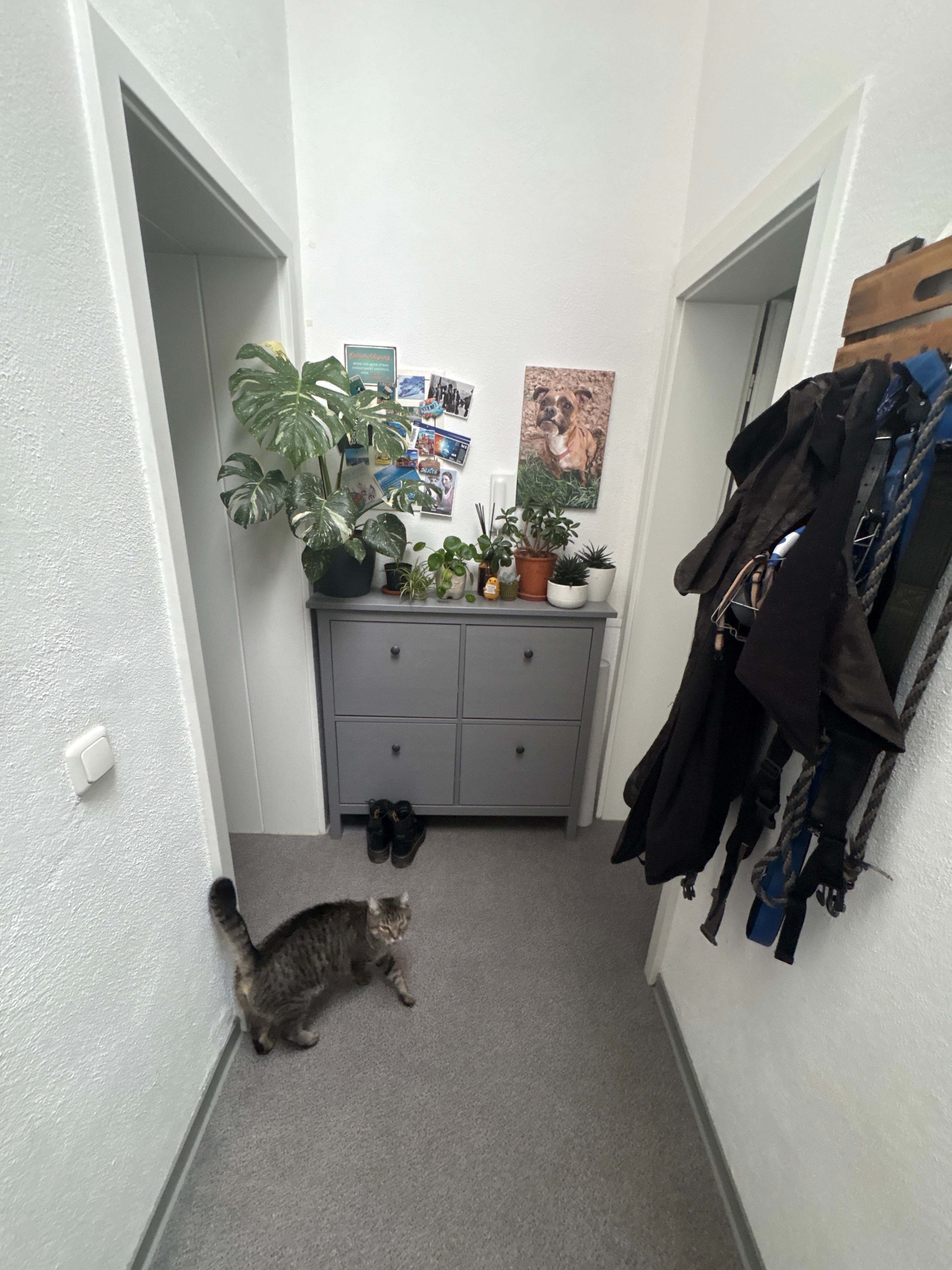 image-19