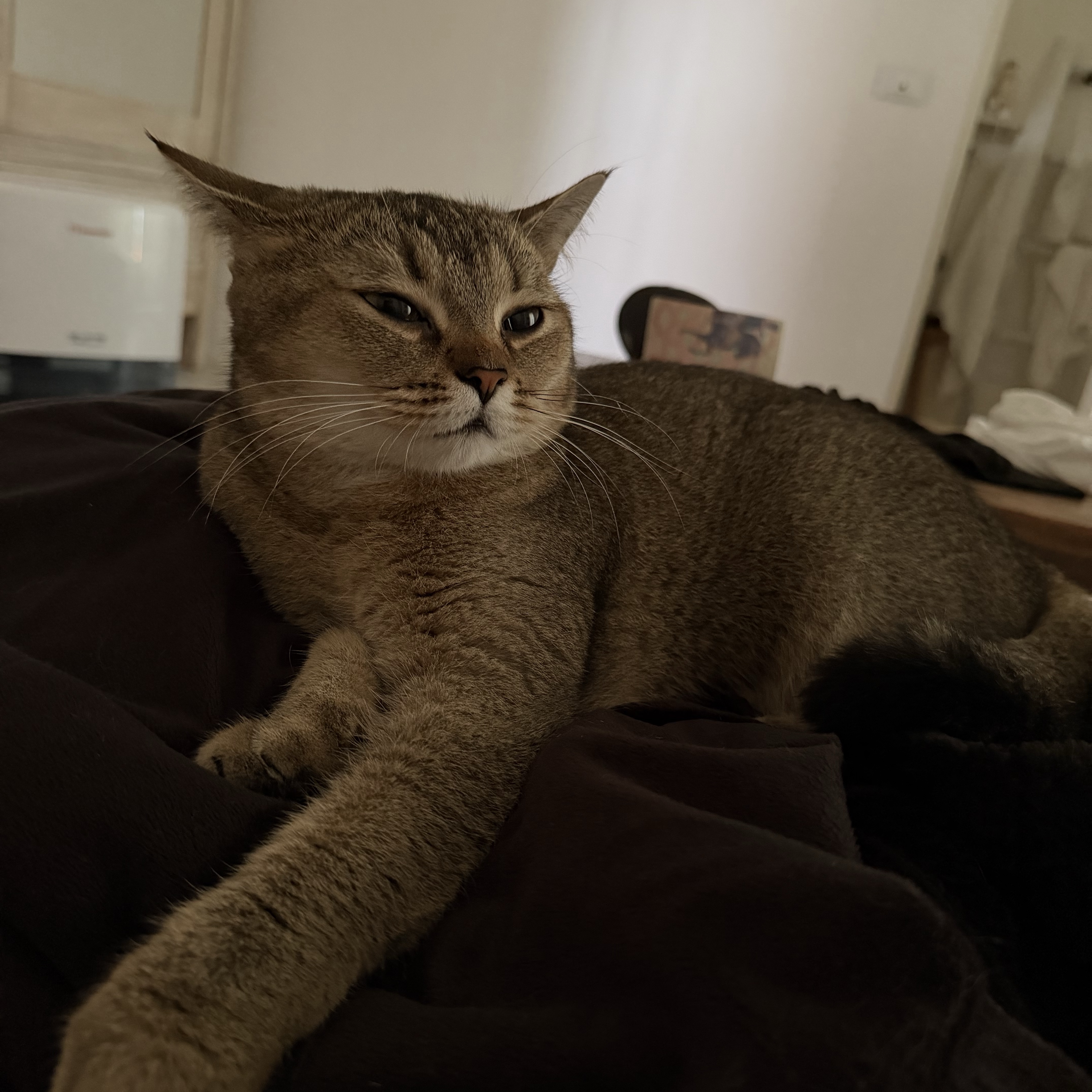 Lola