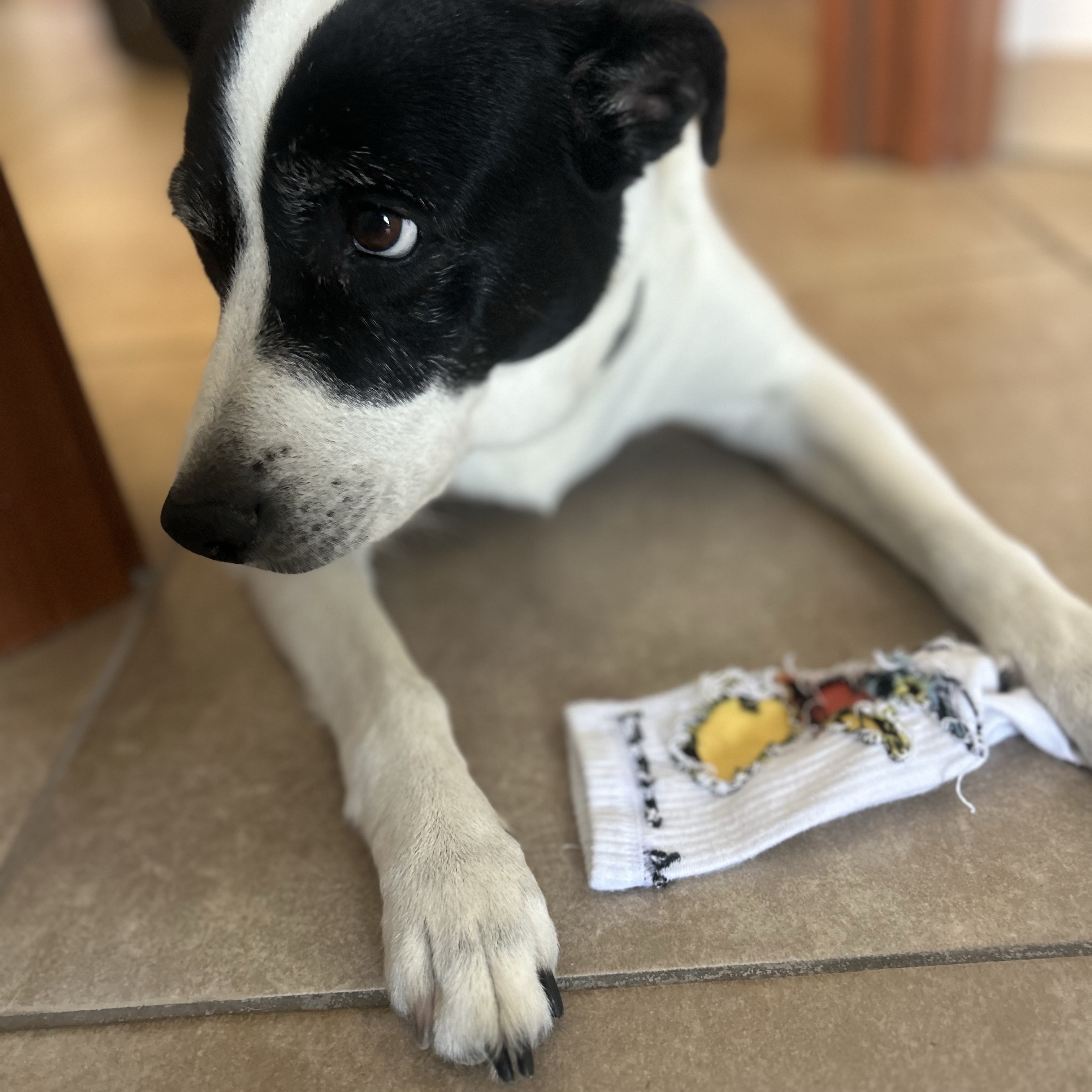 Maya