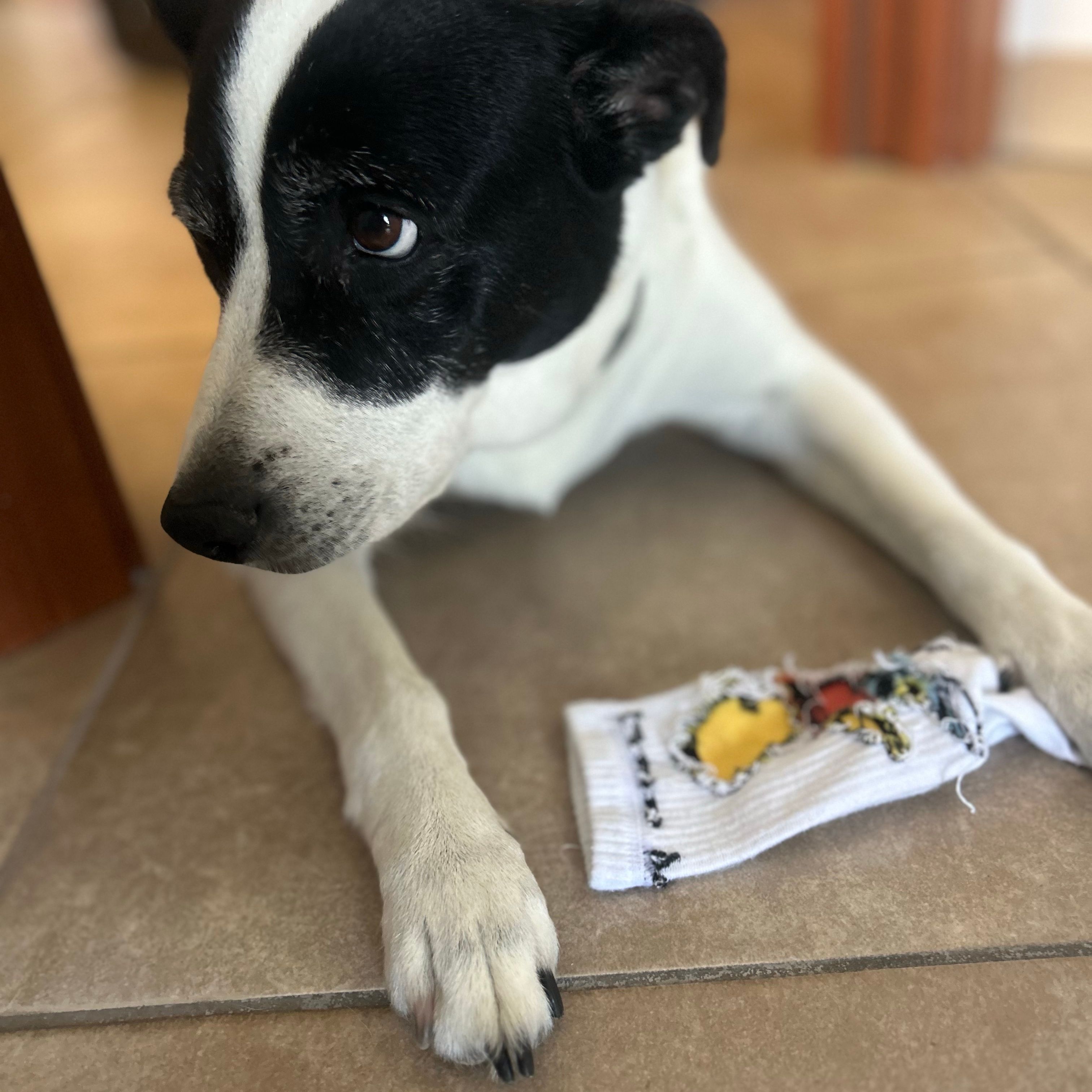 Maya