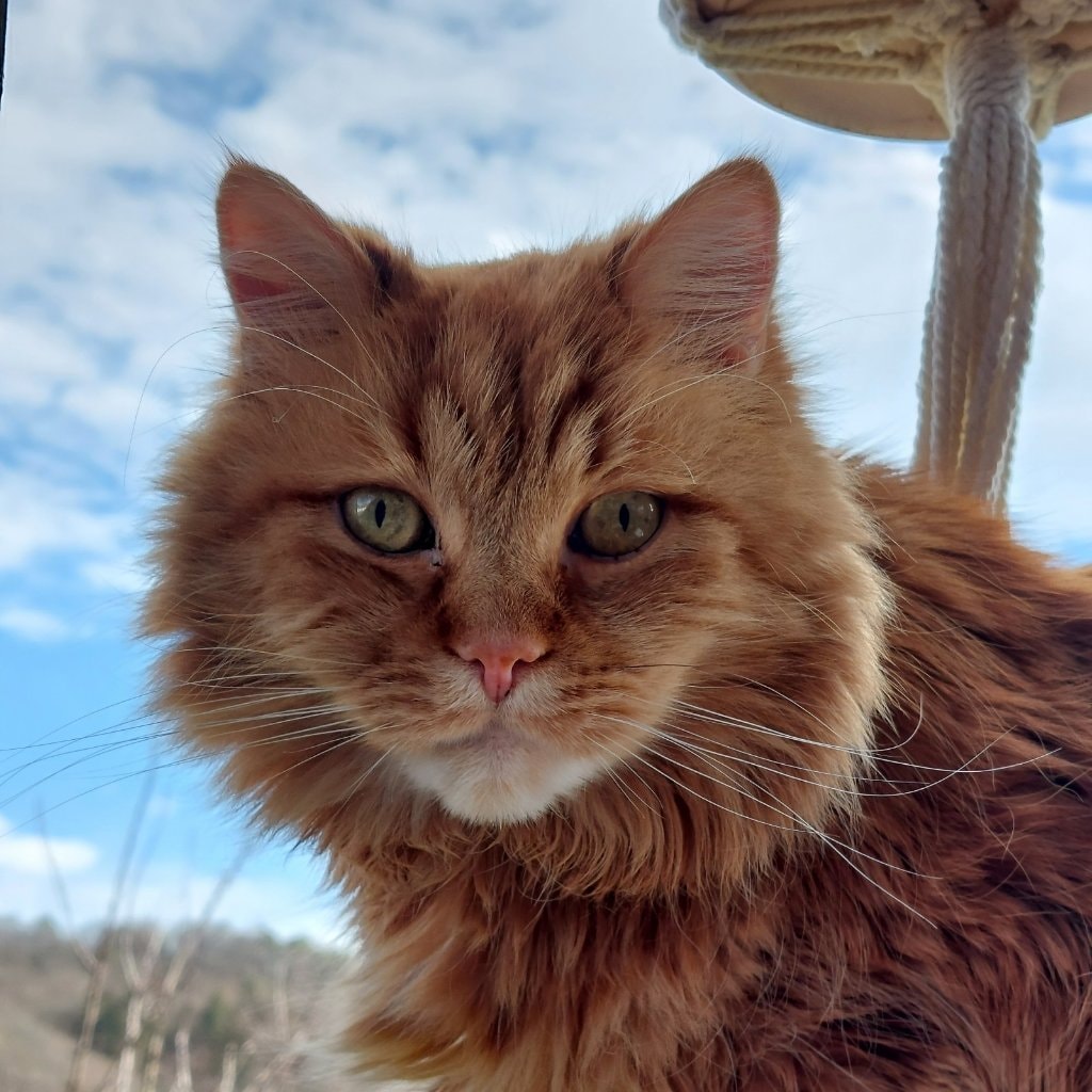 Elvis