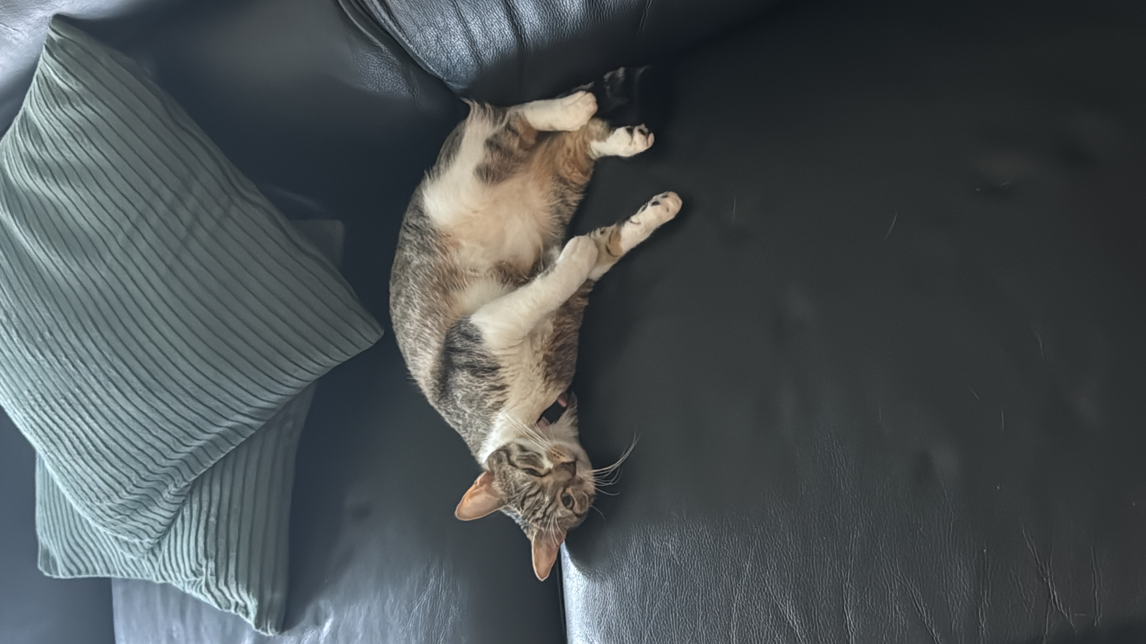 image-6