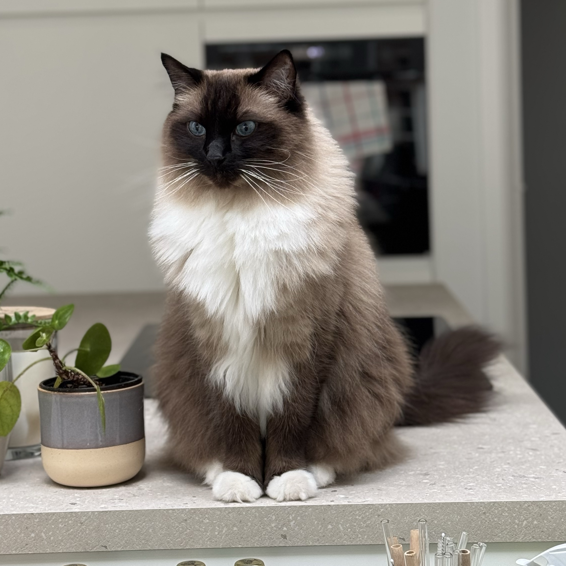 Marcel