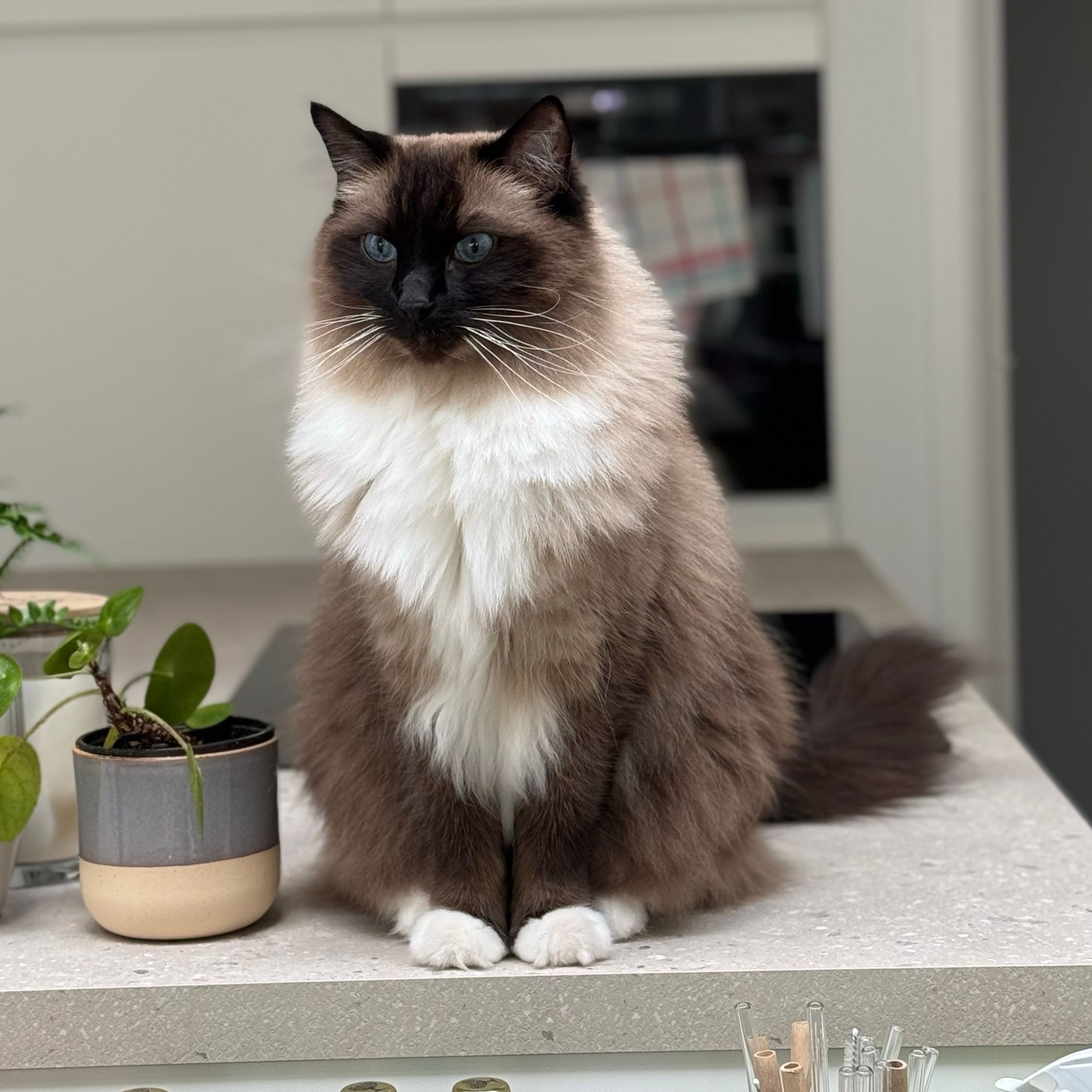 Marcel