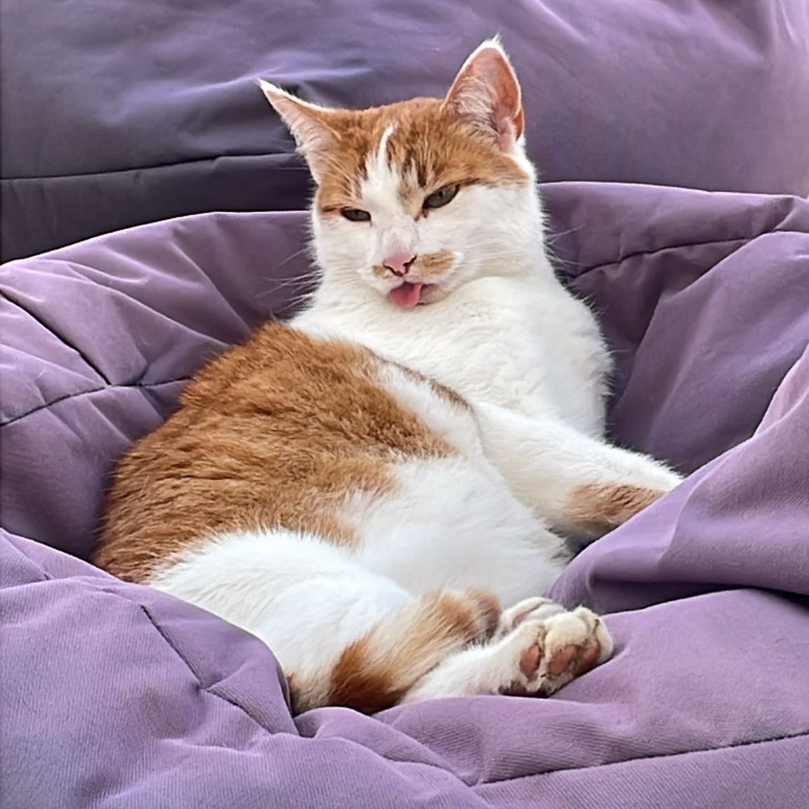 Simba