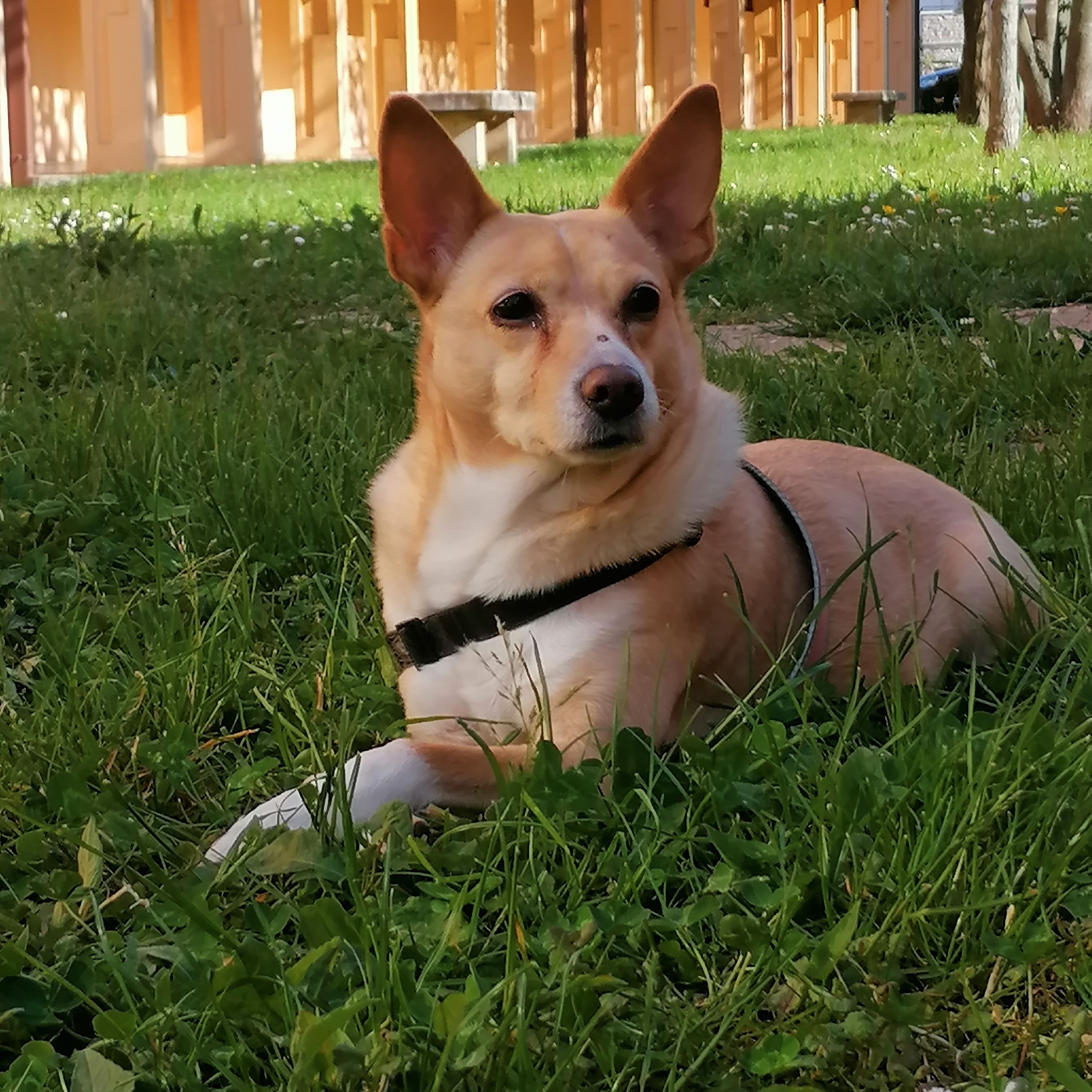 Stellina