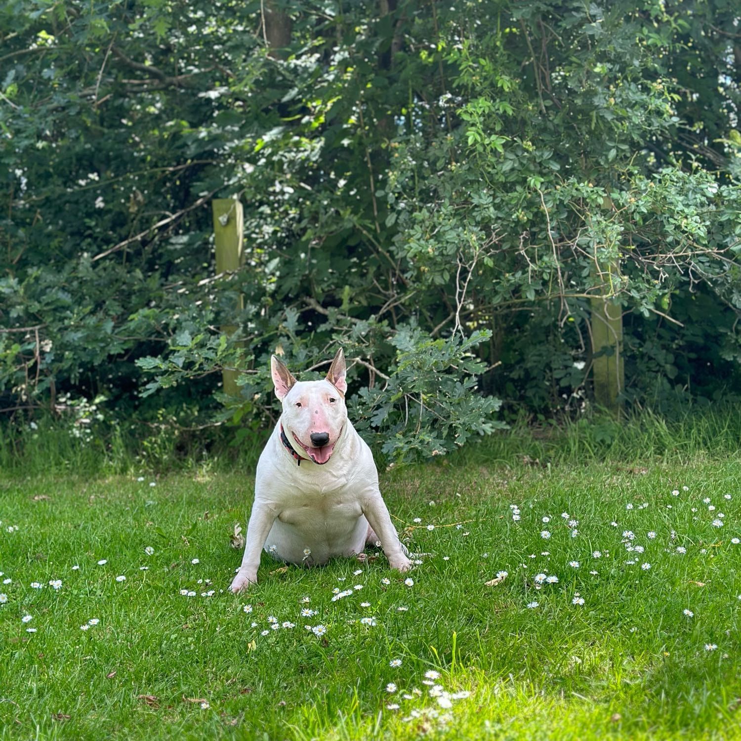 Bella