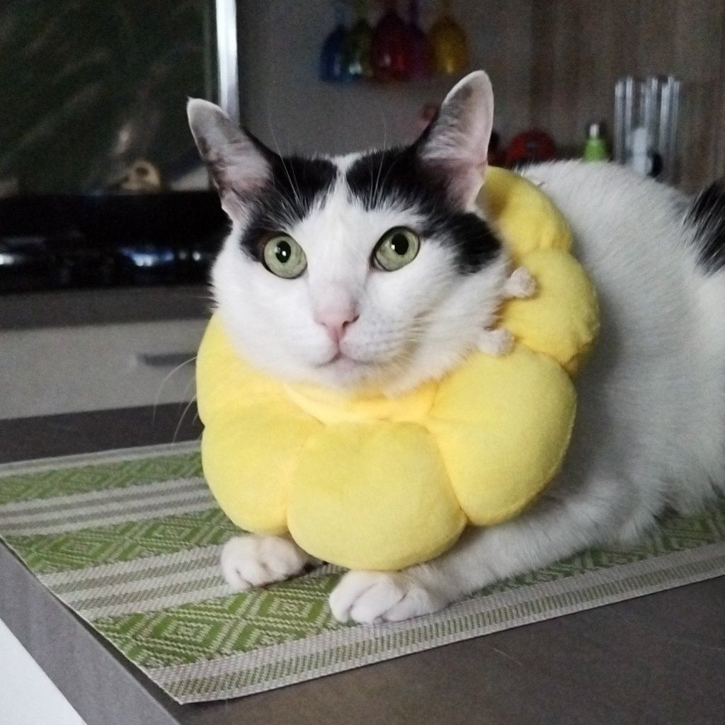 Bisou