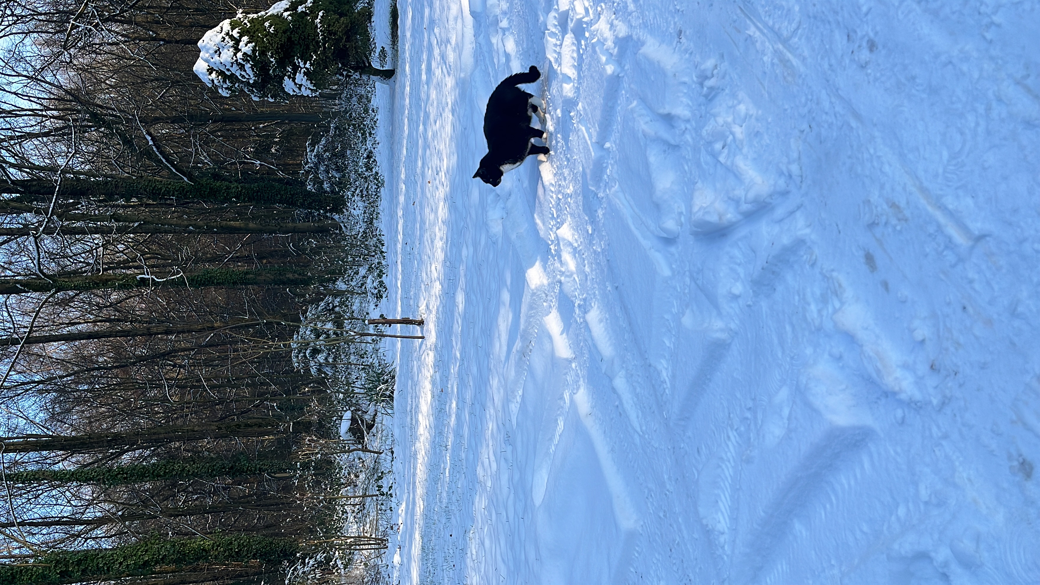 image-7