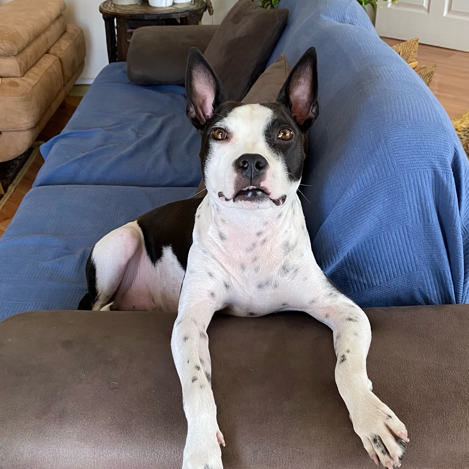 Phoebe 