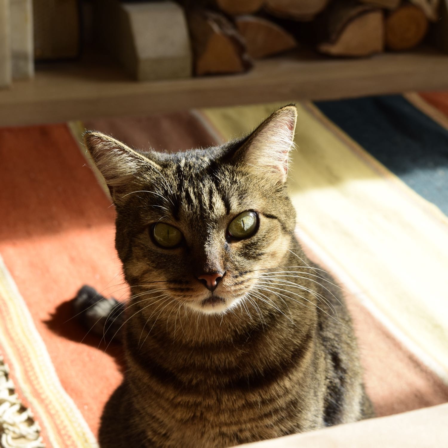 Moli 