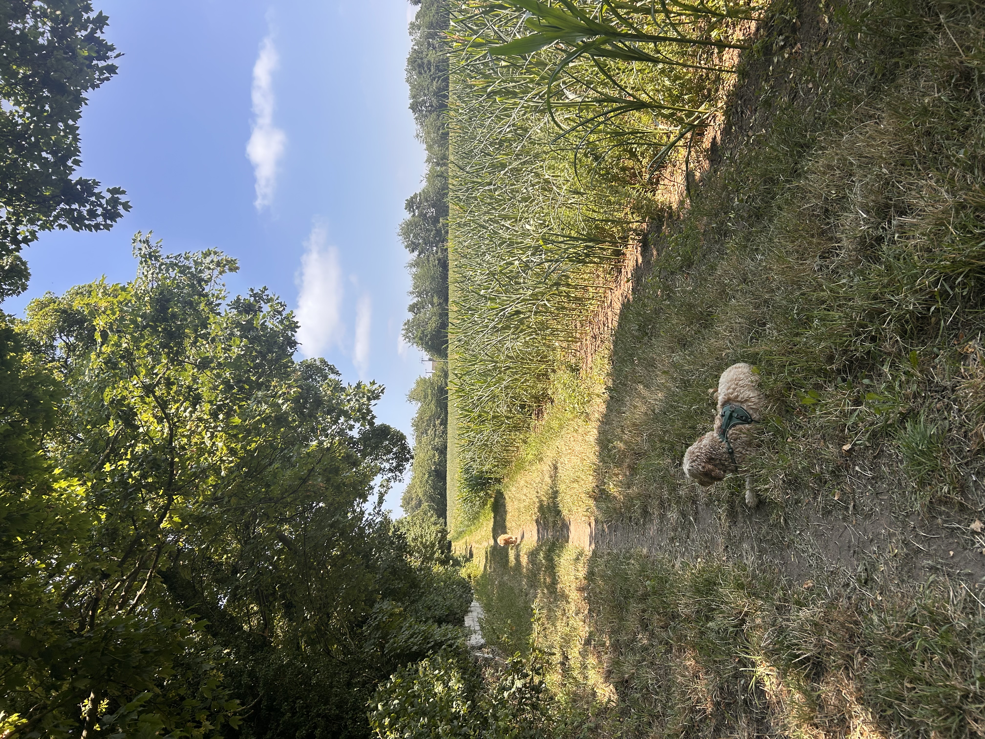 image-9