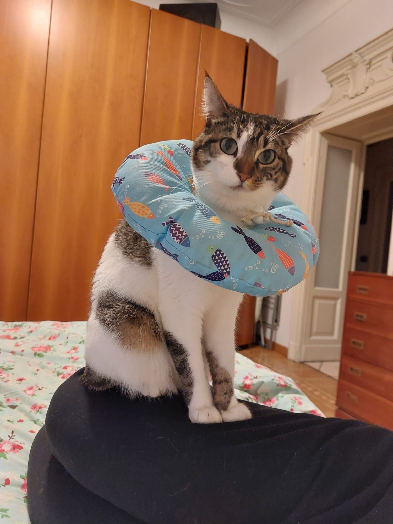 image-8