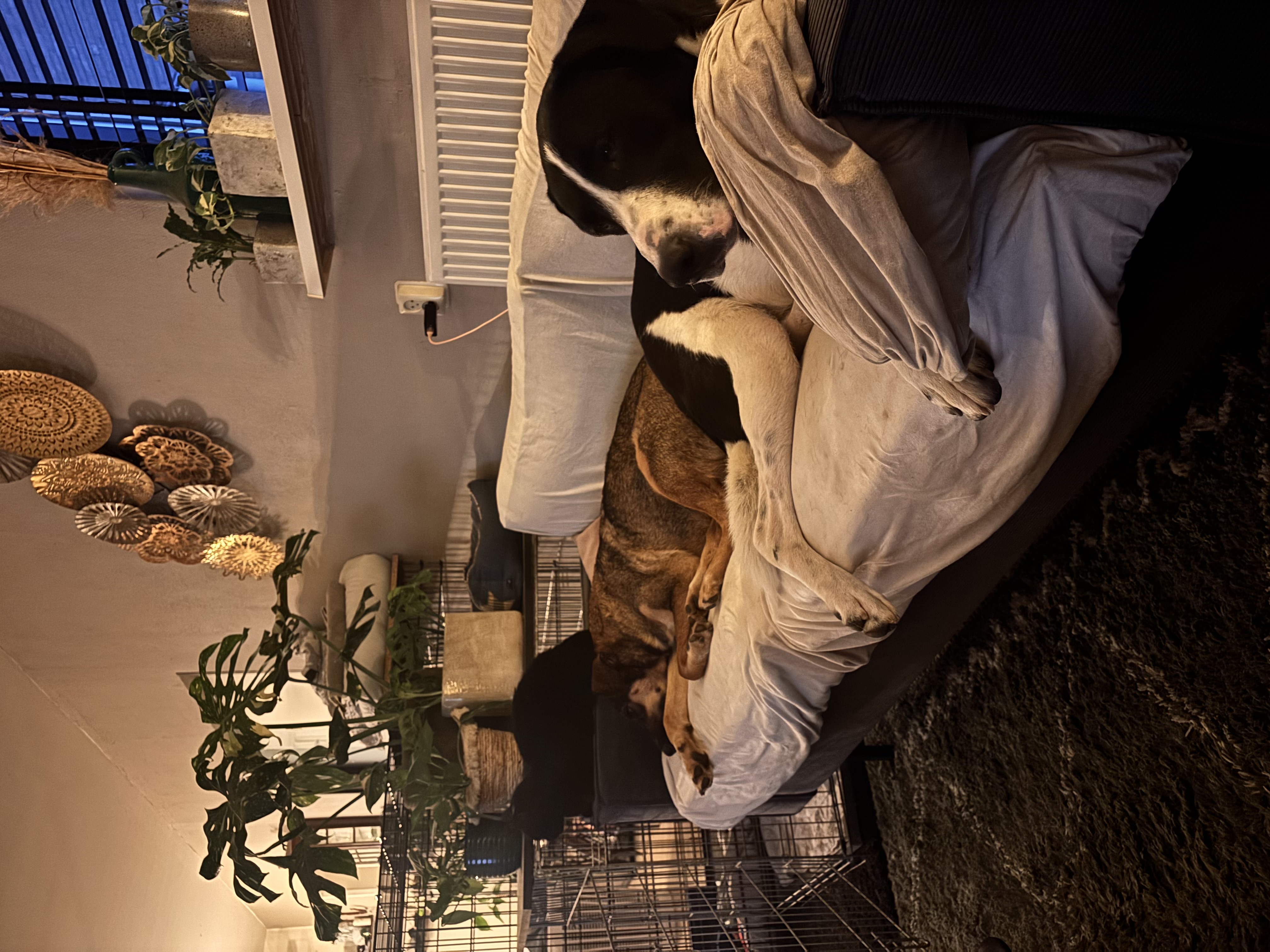 image-19