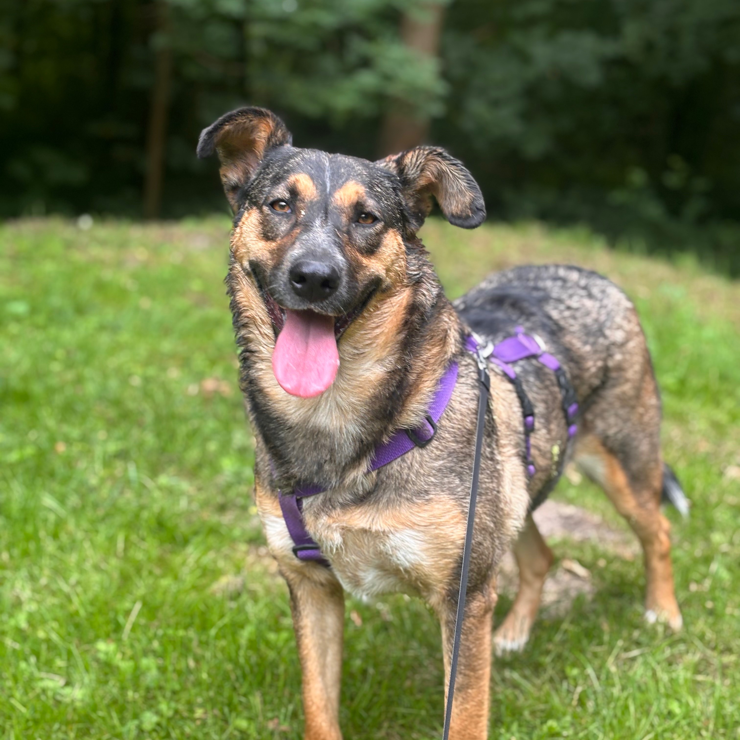 Nova