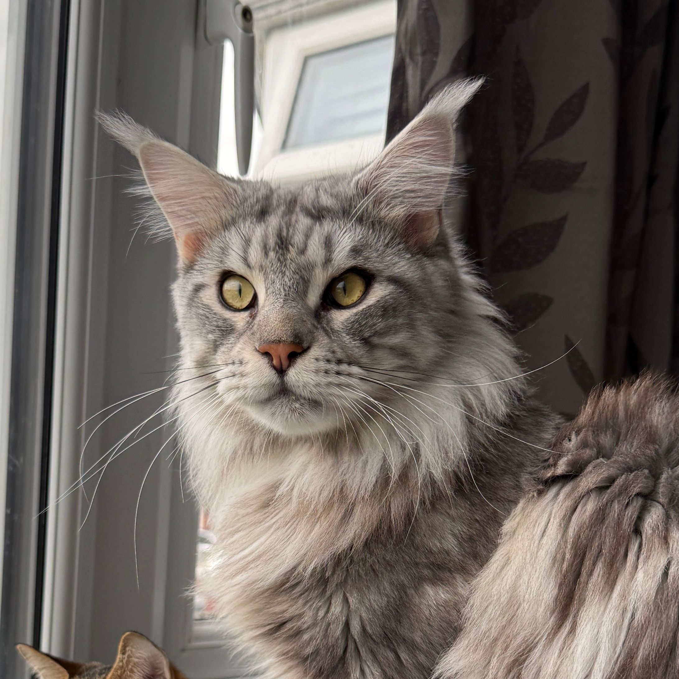 Archie