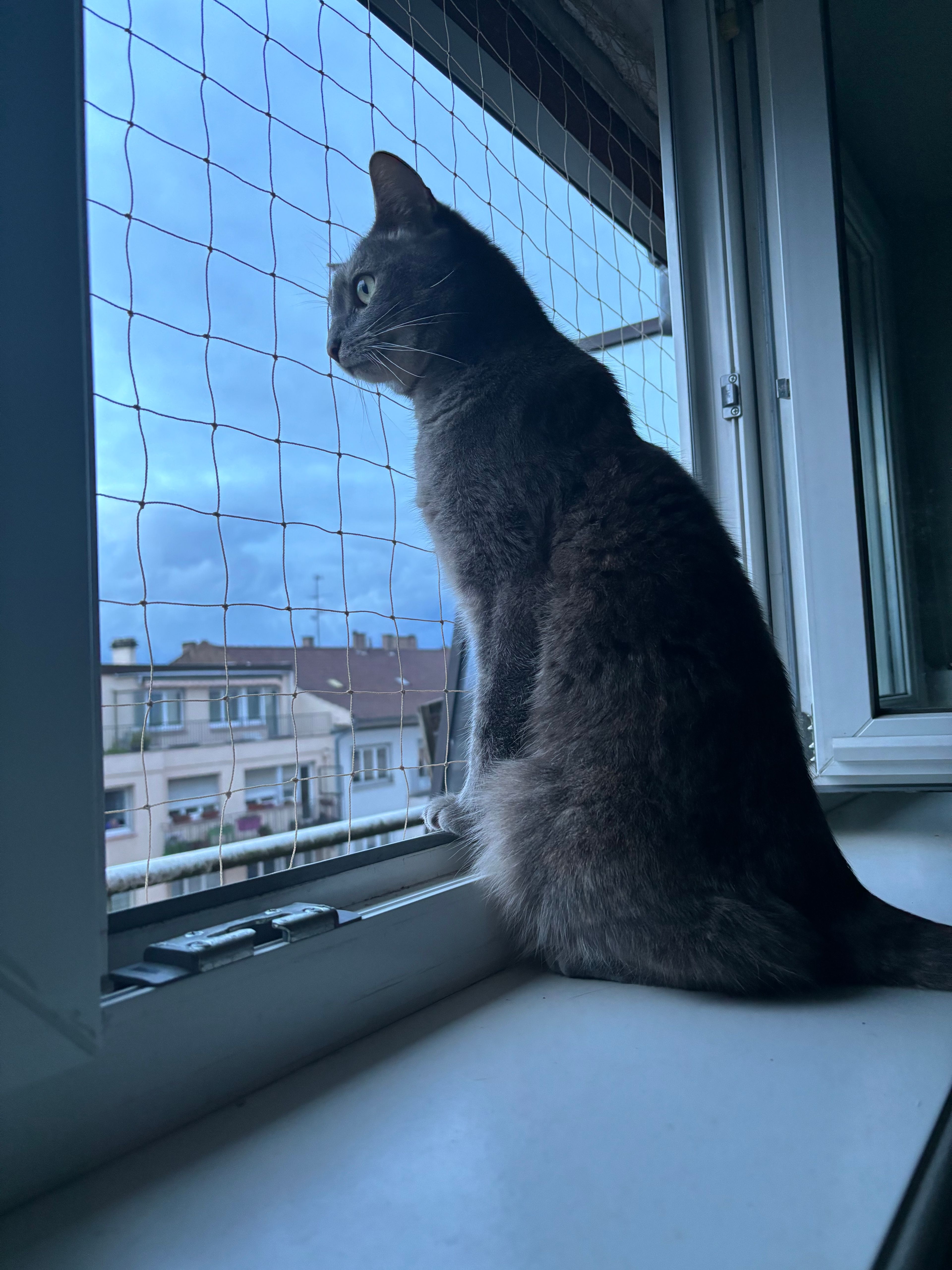 image-11