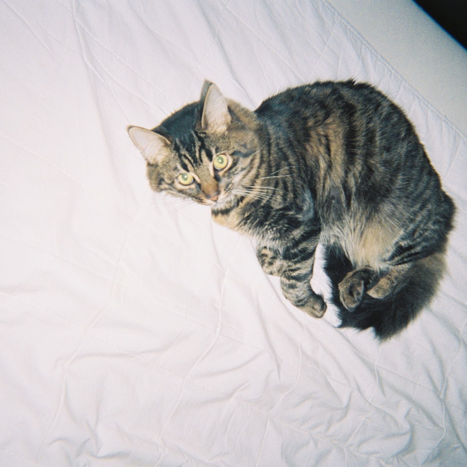 Otto