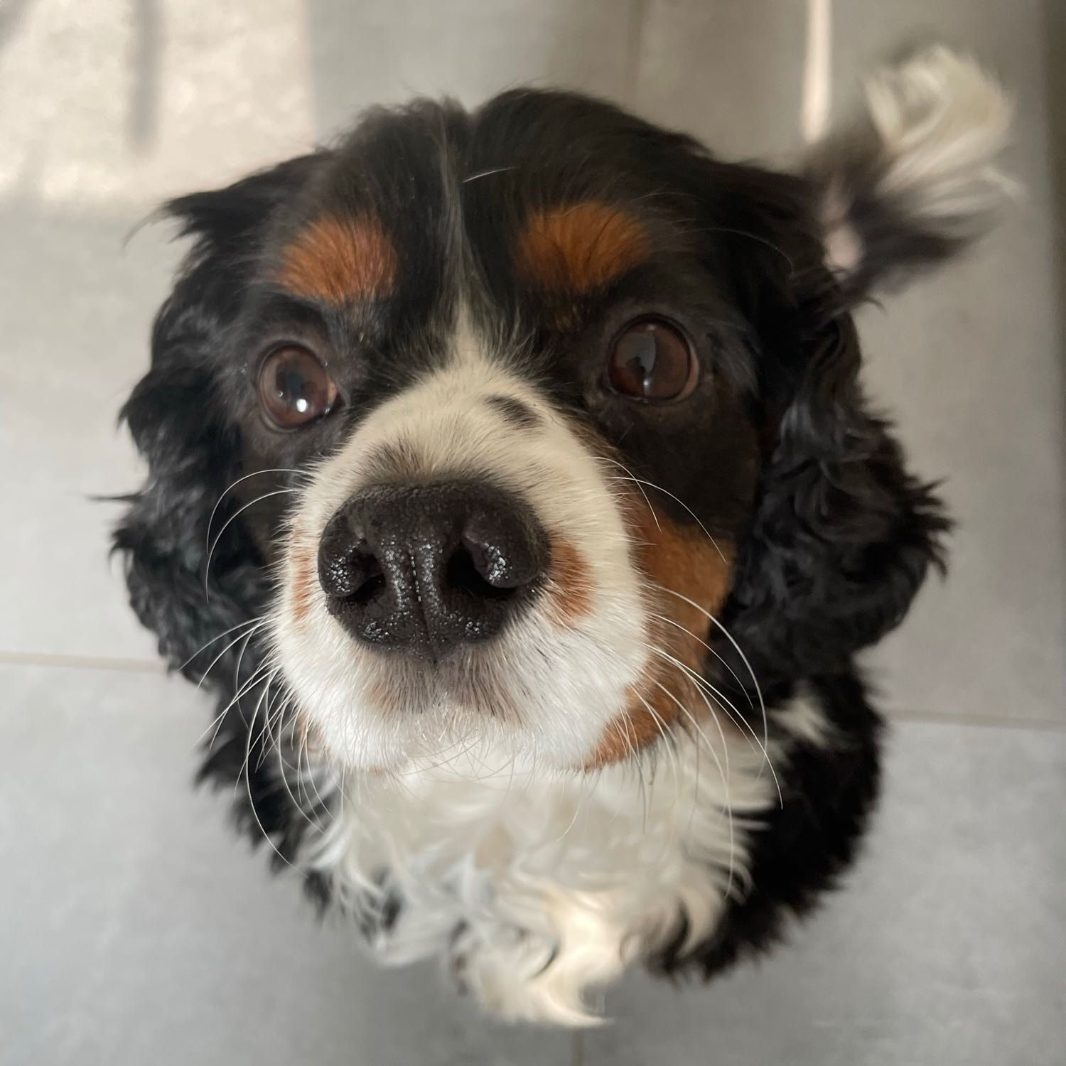 Ollie