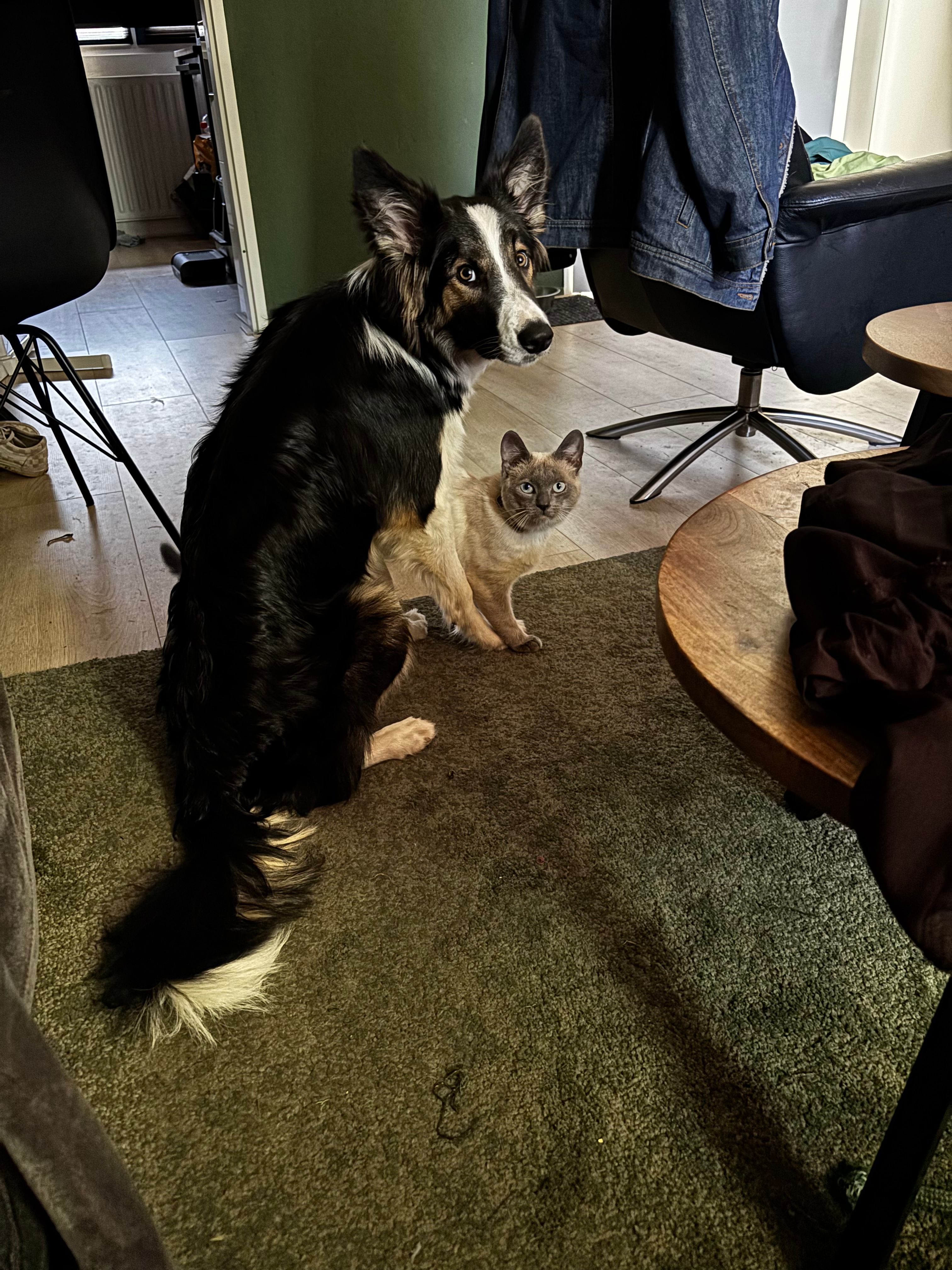 image-7