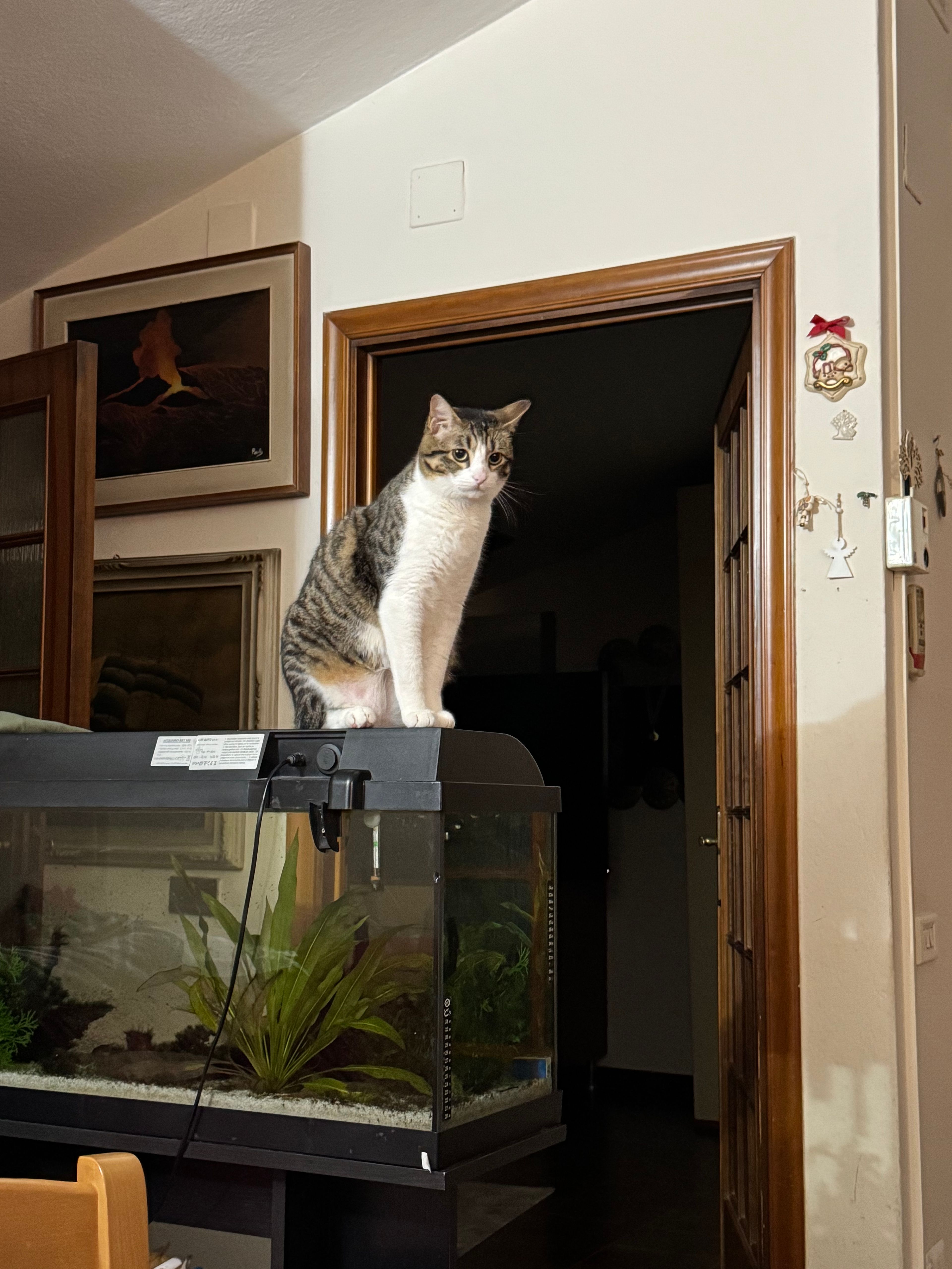 image-7