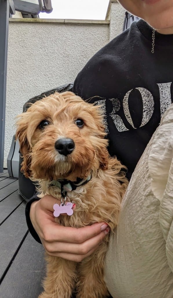 image-10