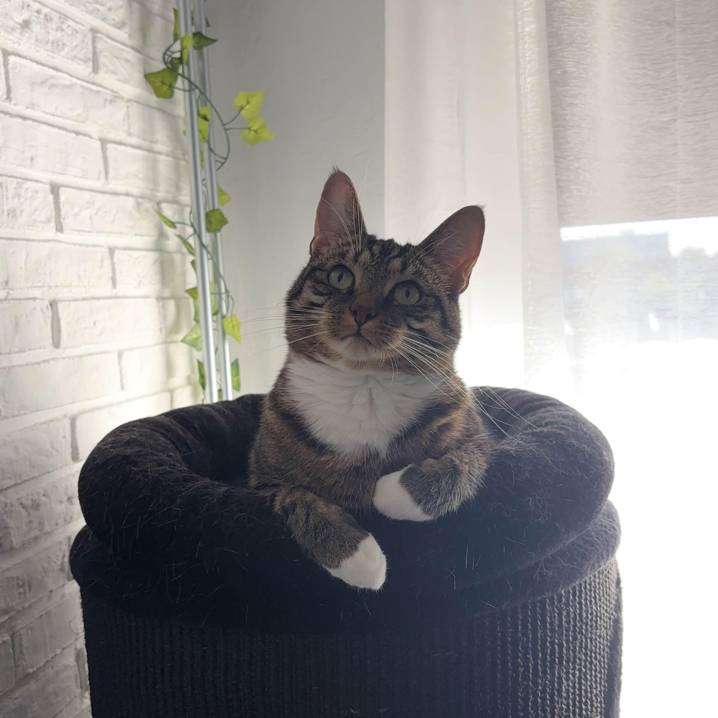 Zina
