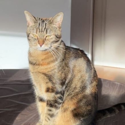 Willow