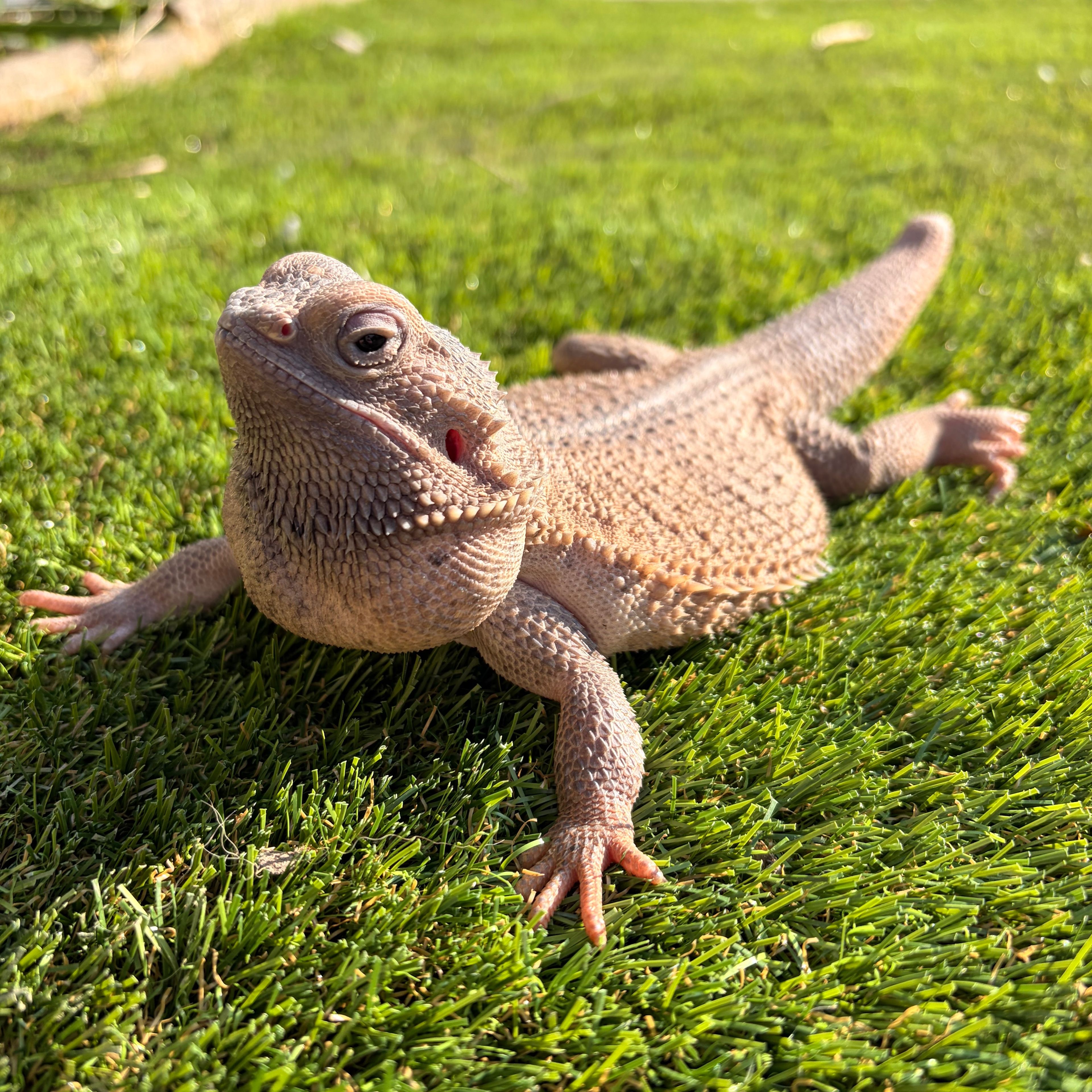 Suzi