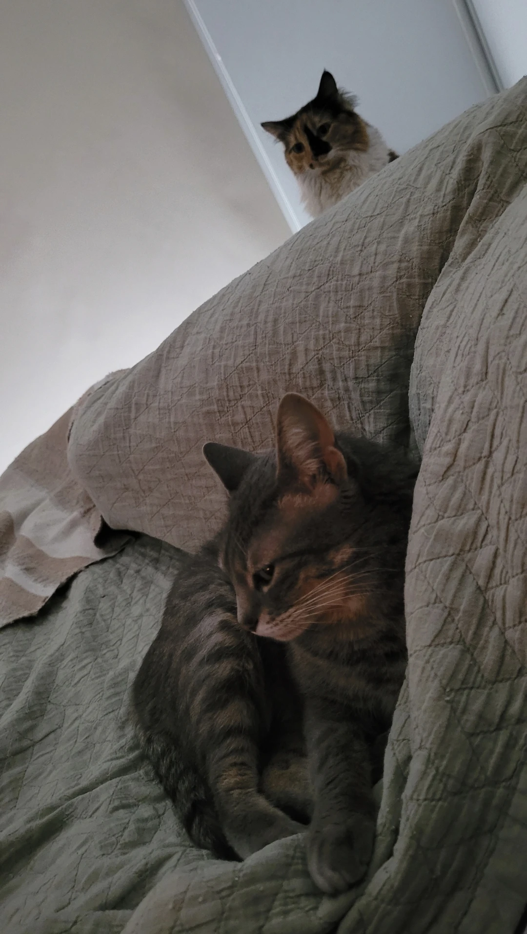 image-7