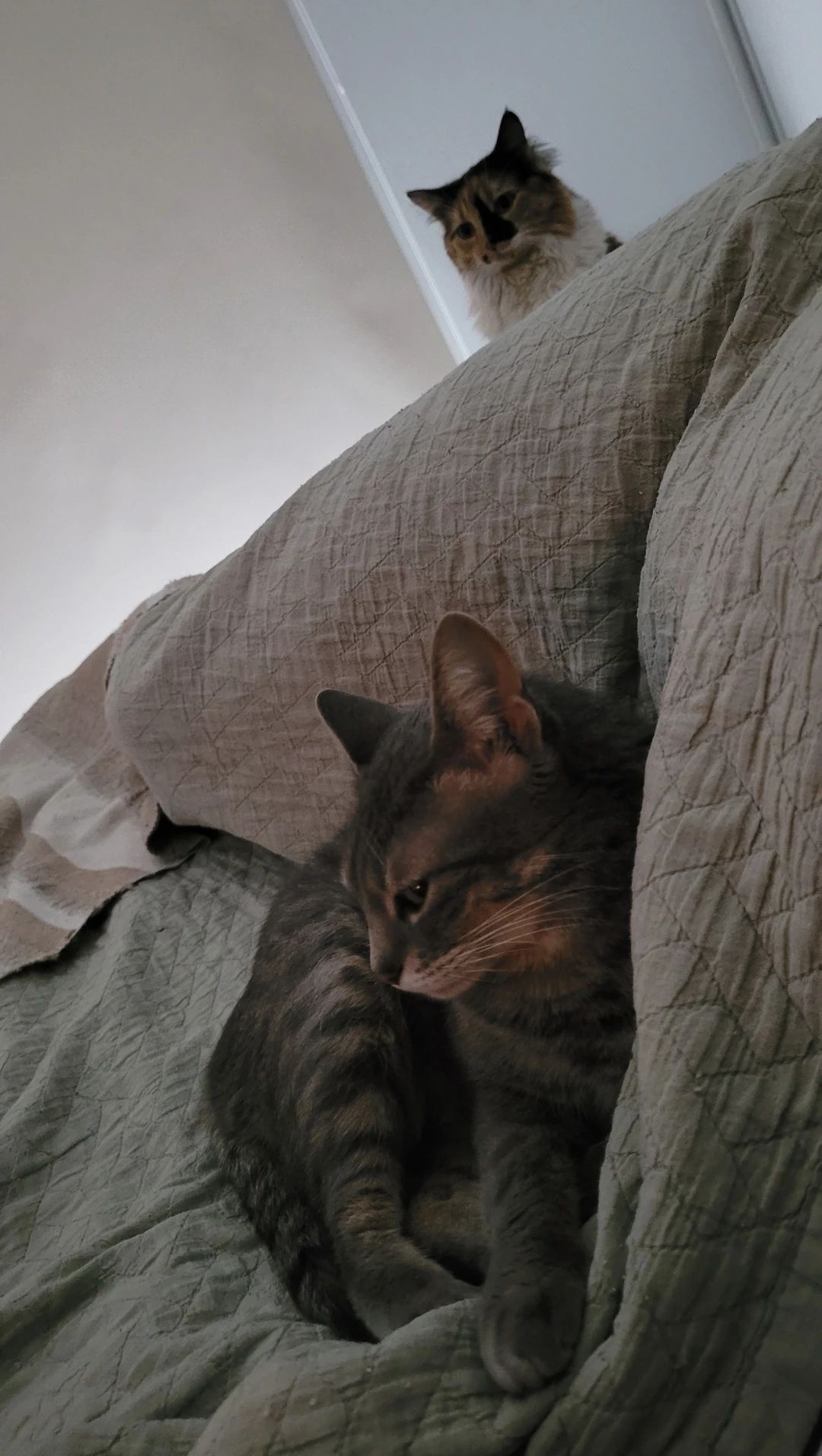 image-7