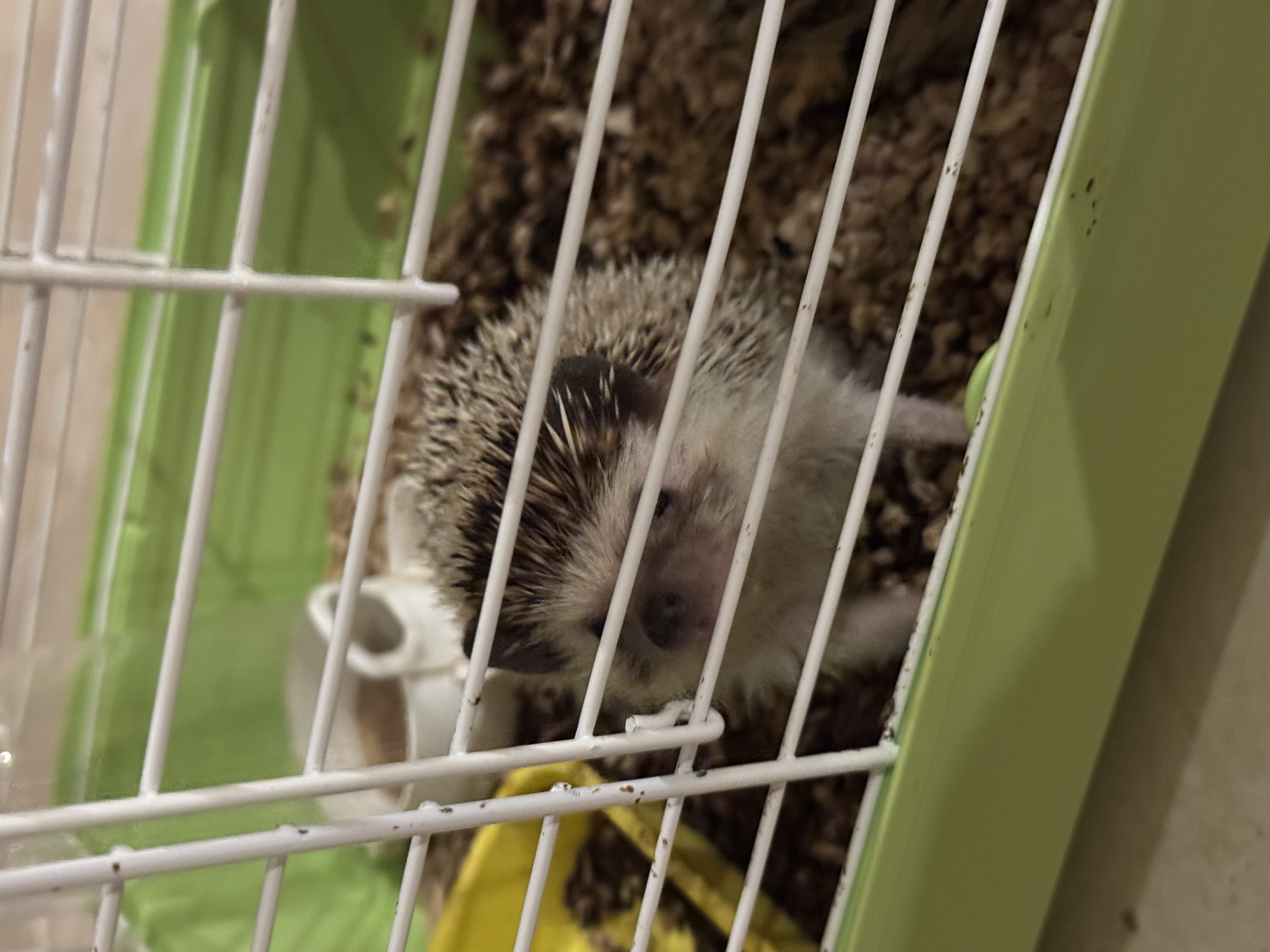 image-7
