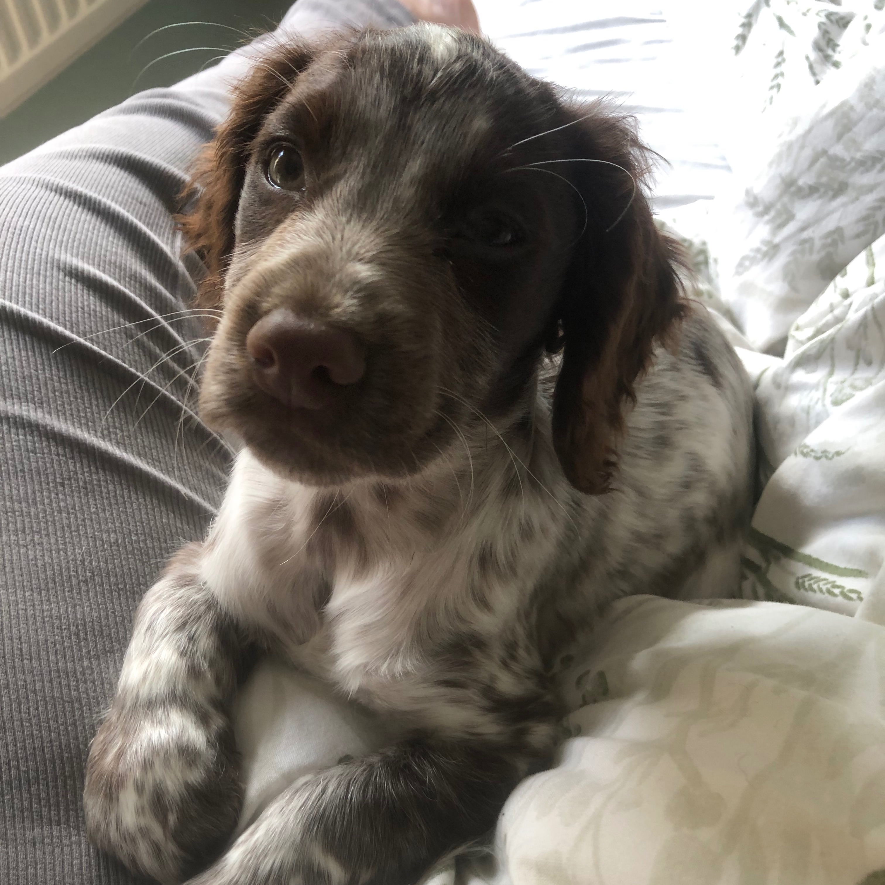 Bella