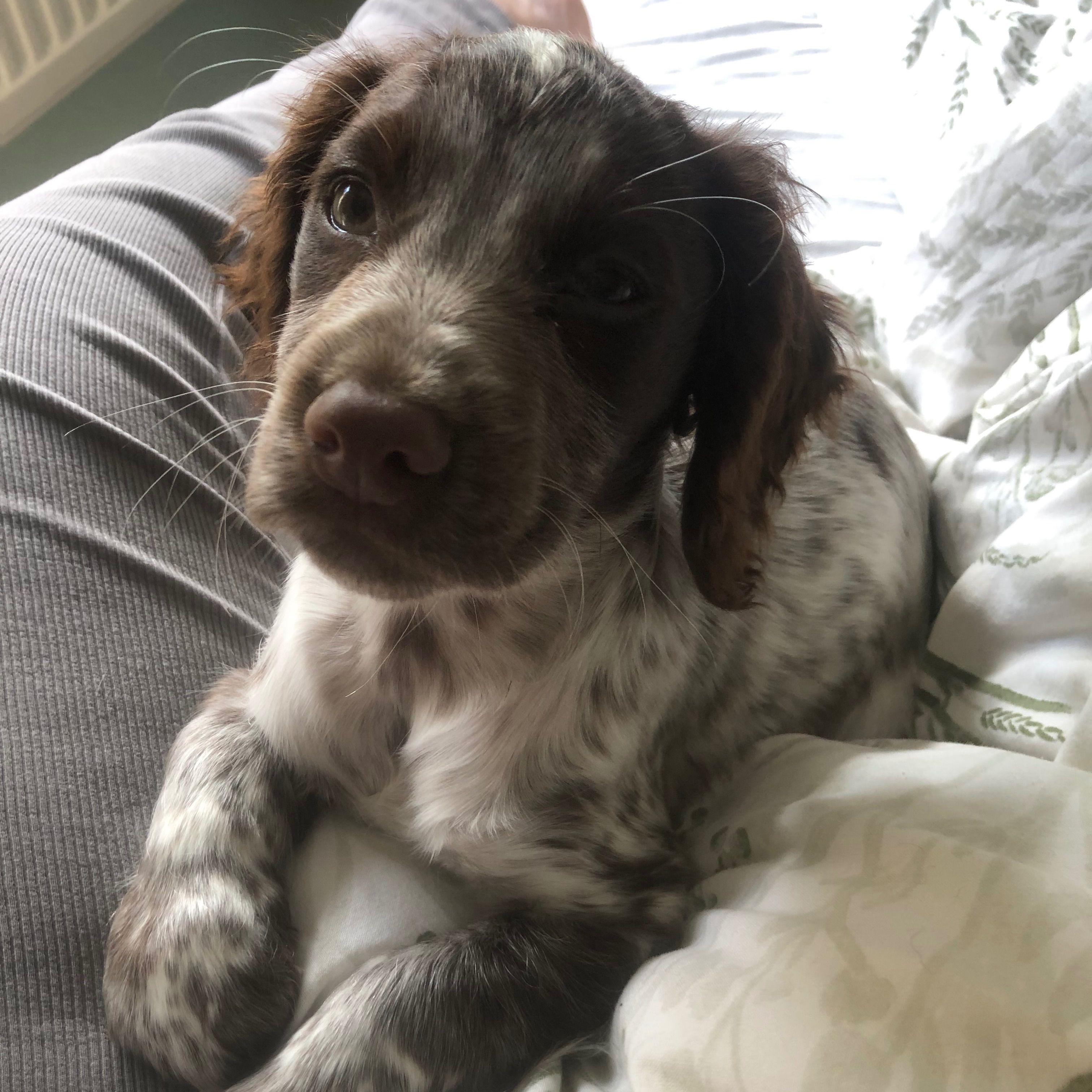 Bella