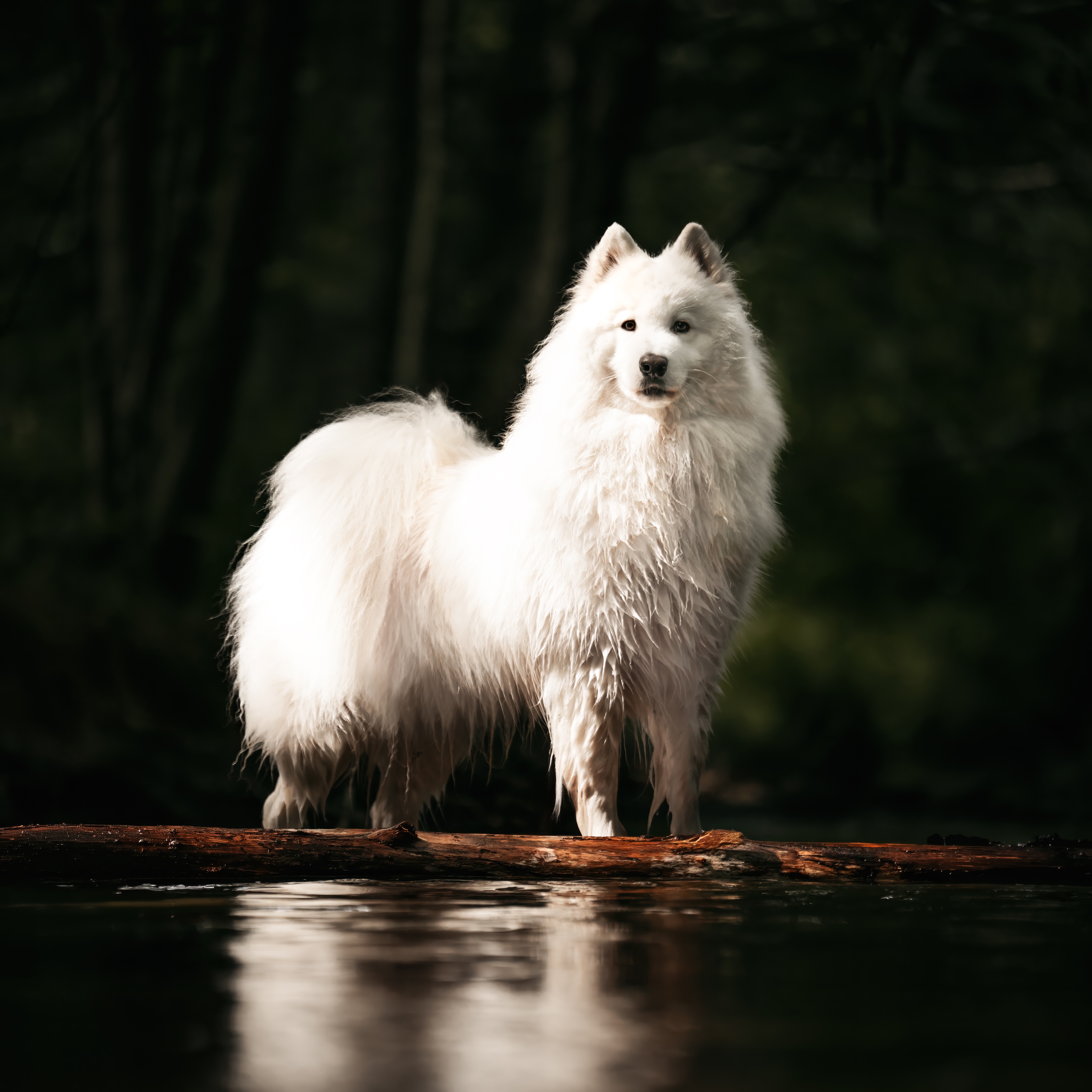 Tsuki