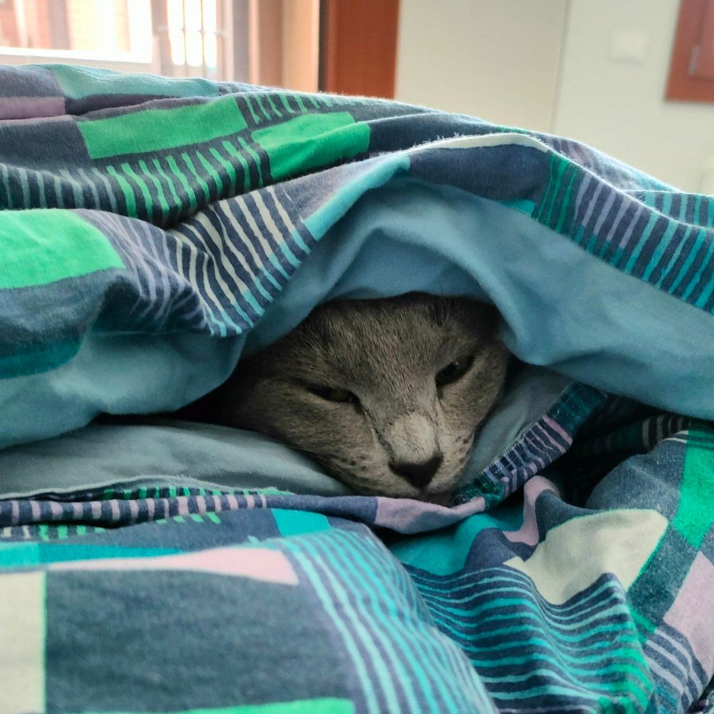 Lorenzo