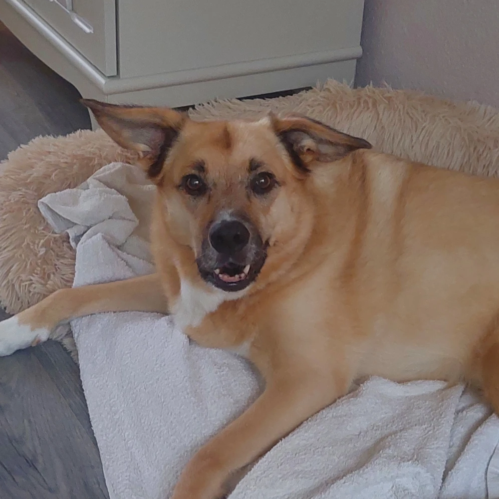 Mikki